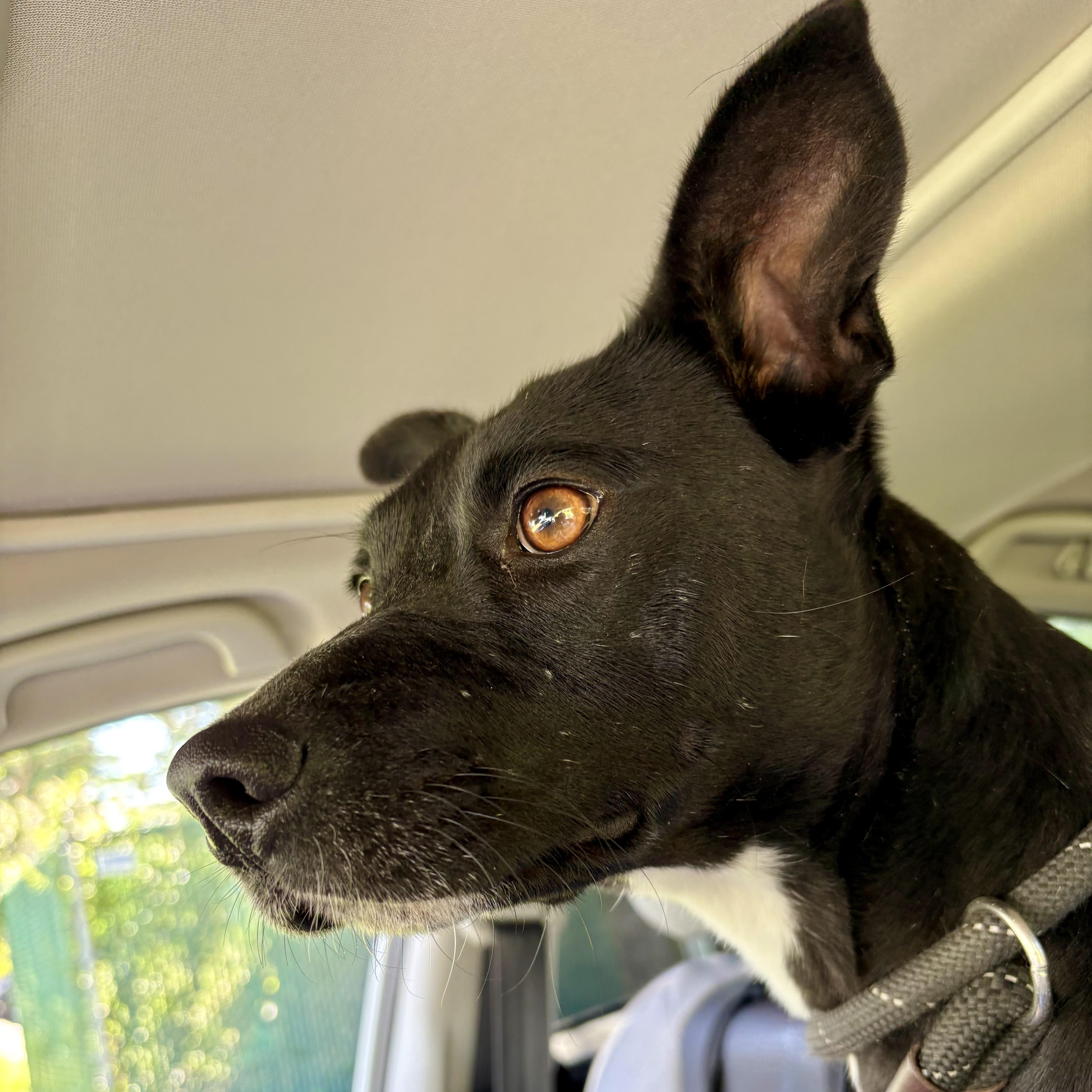 Enlarge Rita, a Adoptable mixed breed in Paramus, NJ image 2/6