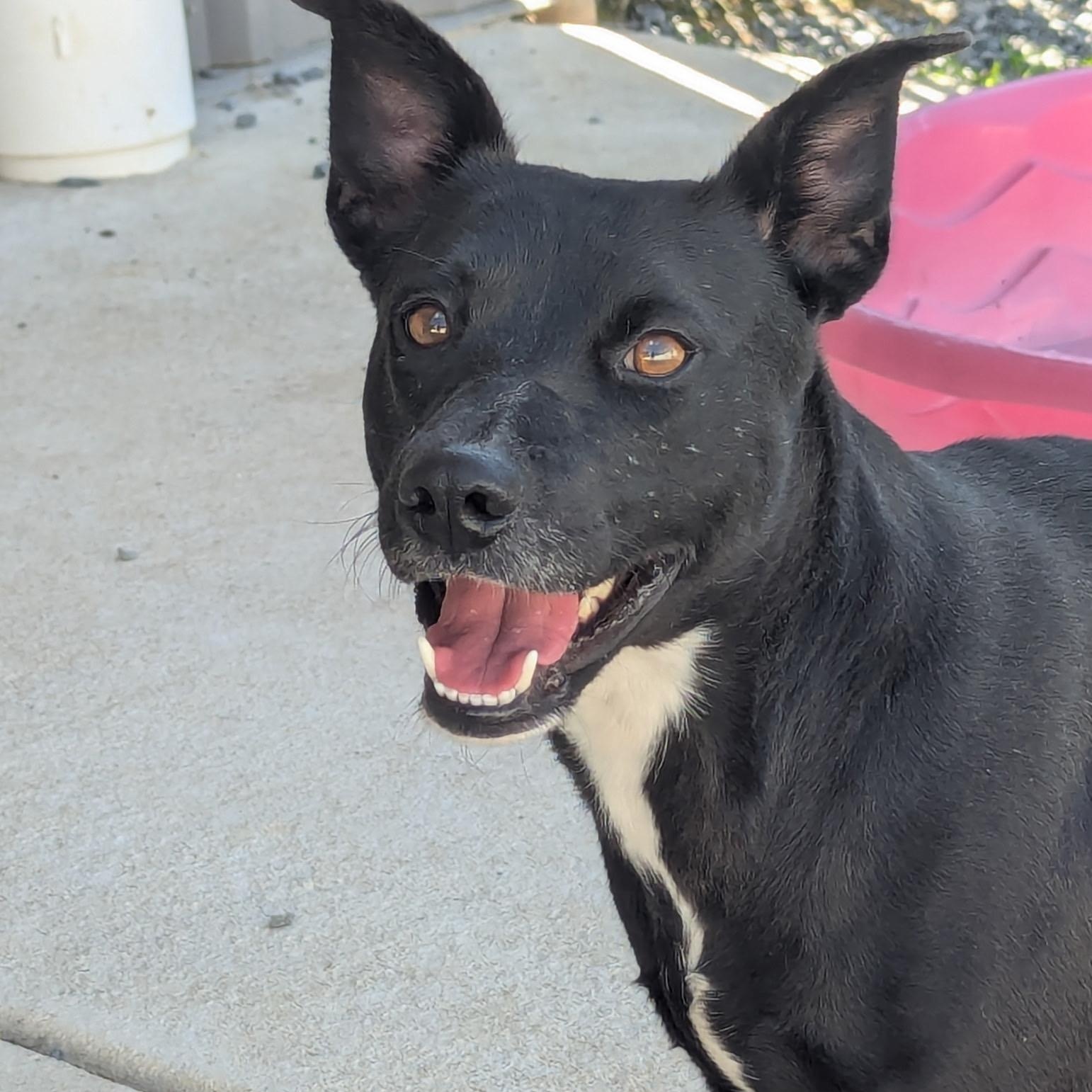 Rita, Adoptable, Adult Female Carolina Dog.