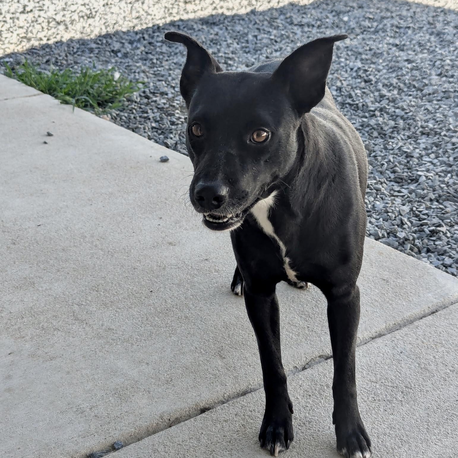 Enlarge Rita, a Adoptable mixed breed in Paramus, NJ image 4/6