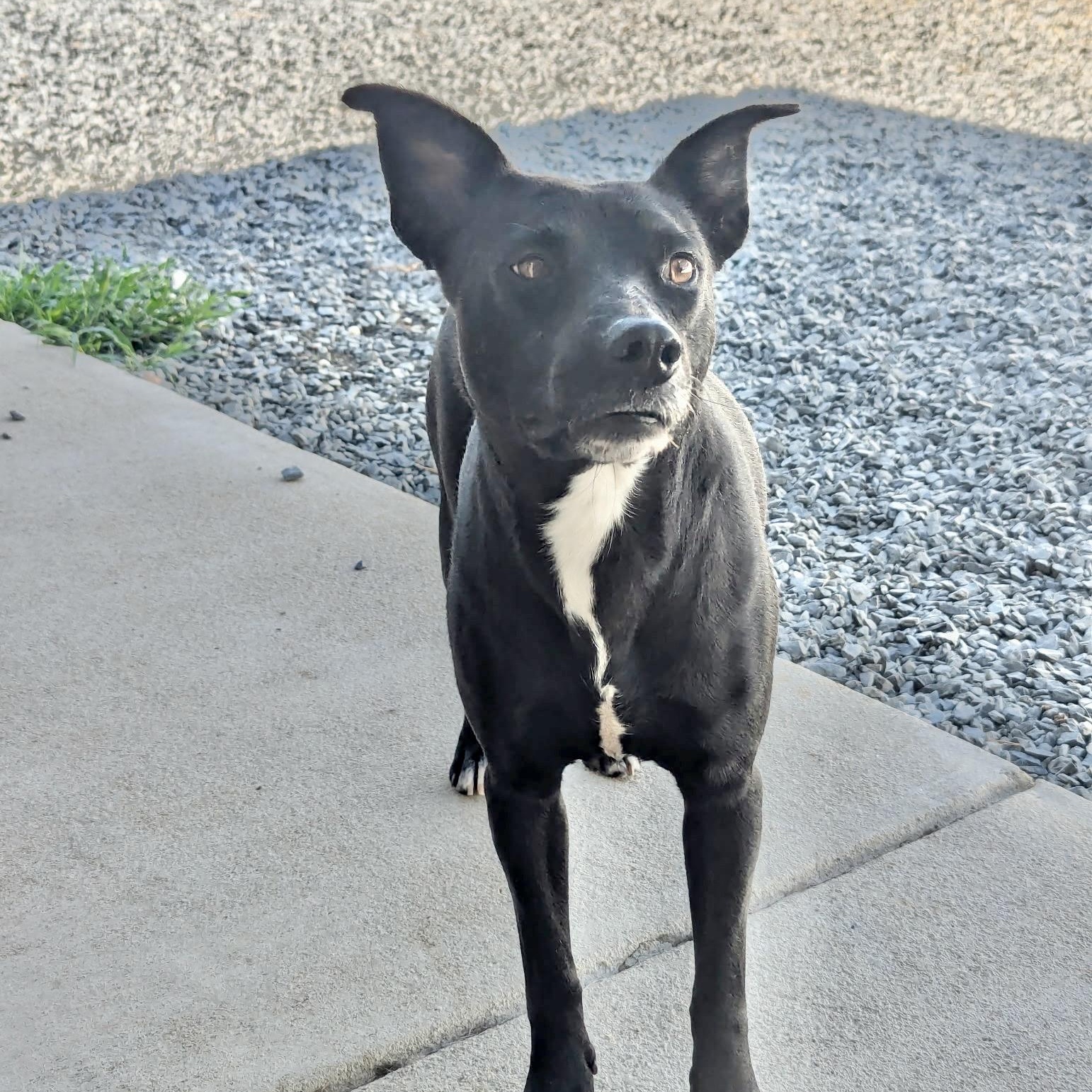 Enlarge Rita, a Adoptable mixed breed in Paramus, NJ image 3/6