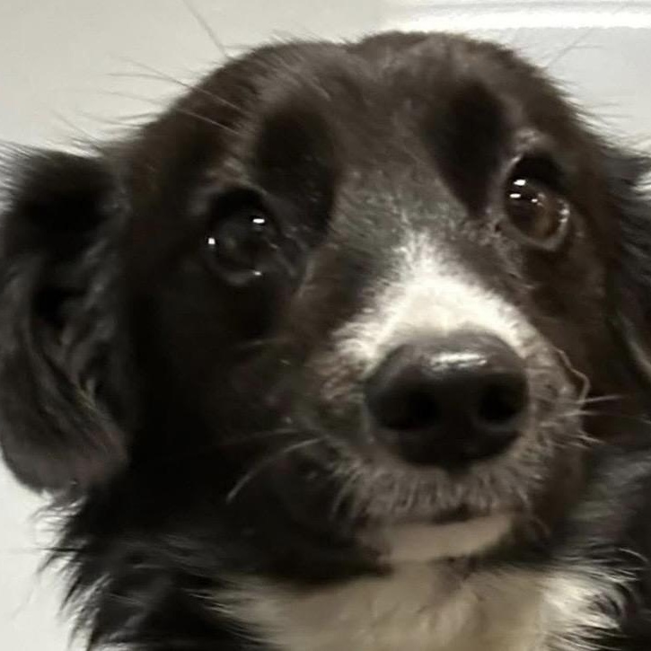 Bogie, ADOPTABLE, Young Male Border Collie.