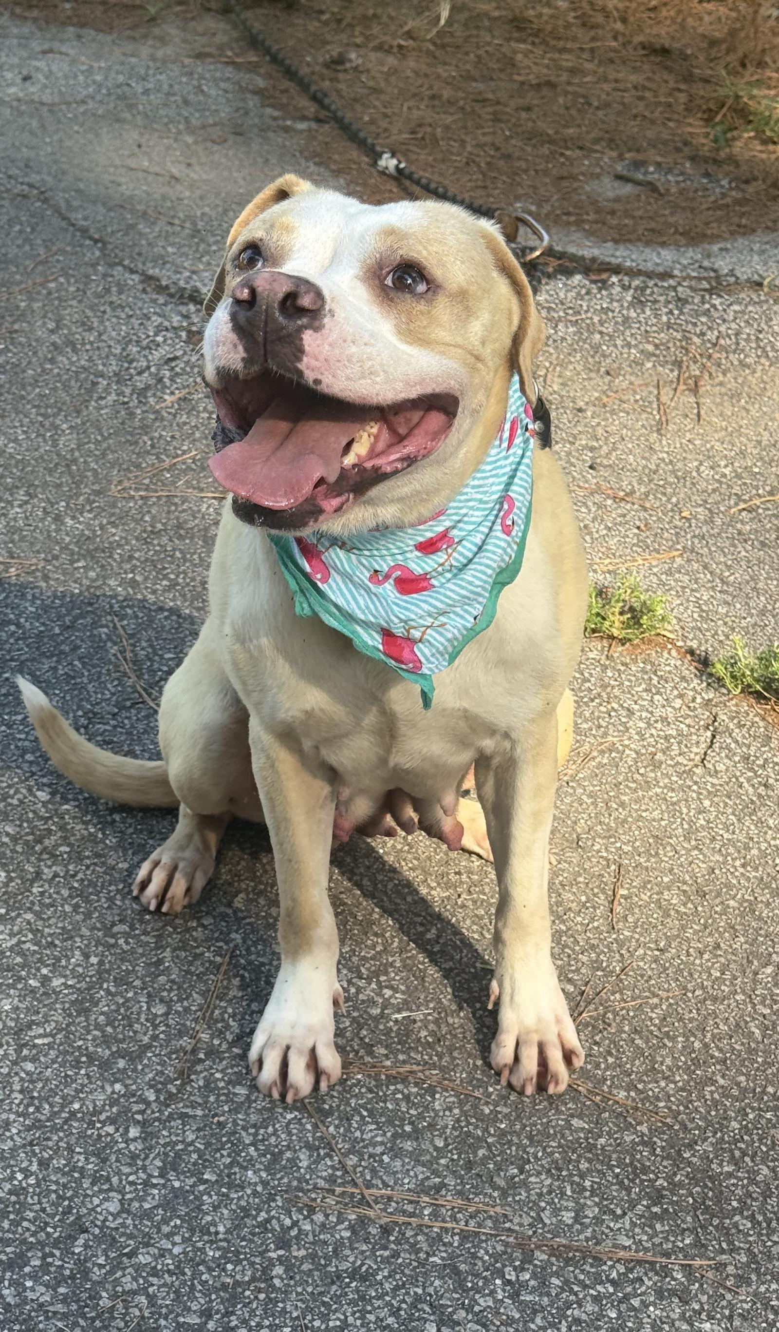 Enlarge Maressa, a Adopted Pit Bull Terrier in Shillington, PA image 1/3
