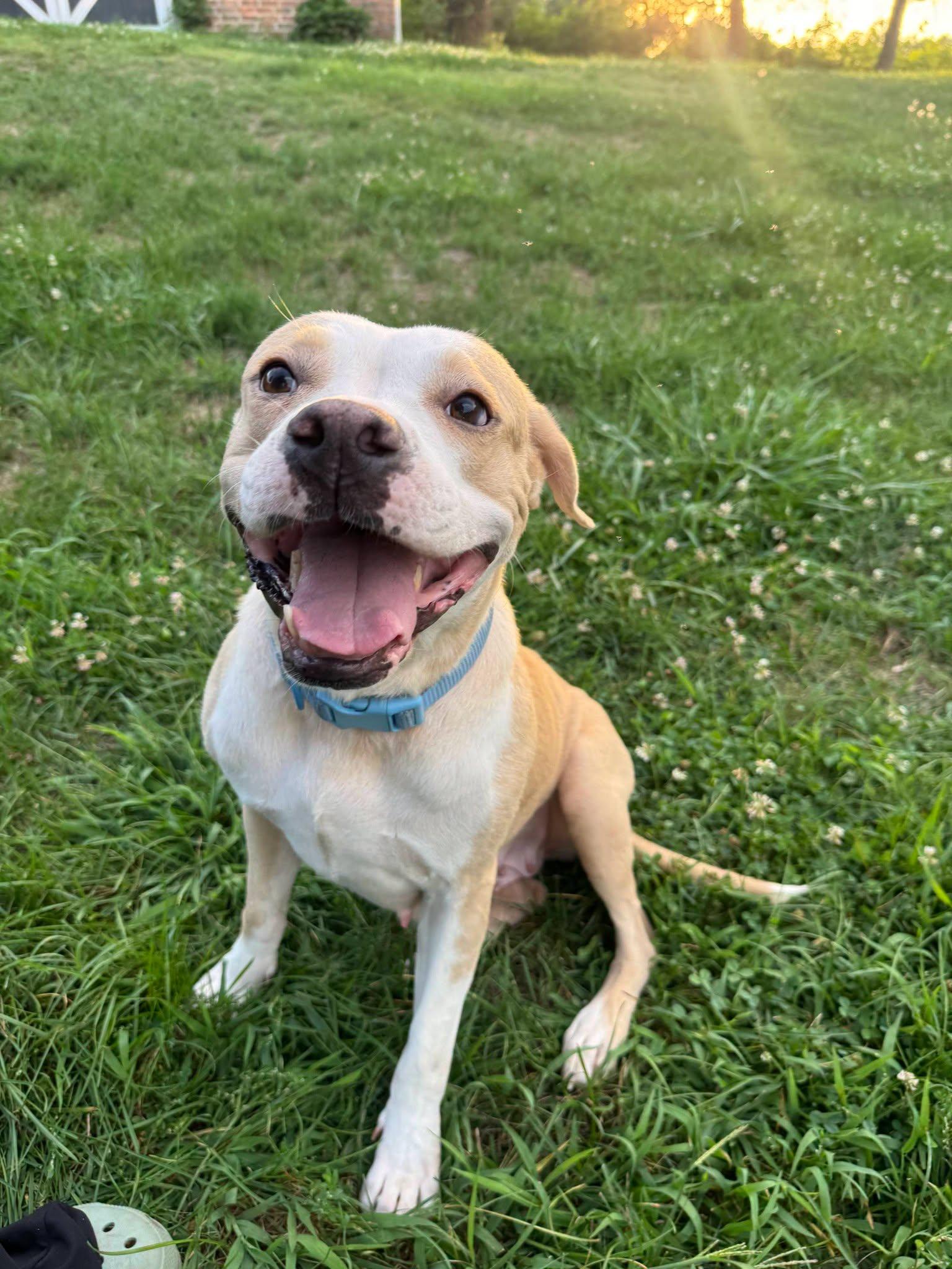 Enlarge Maressa, a Adopted Pit Bull Terrier in Shillington, PA image 2/3