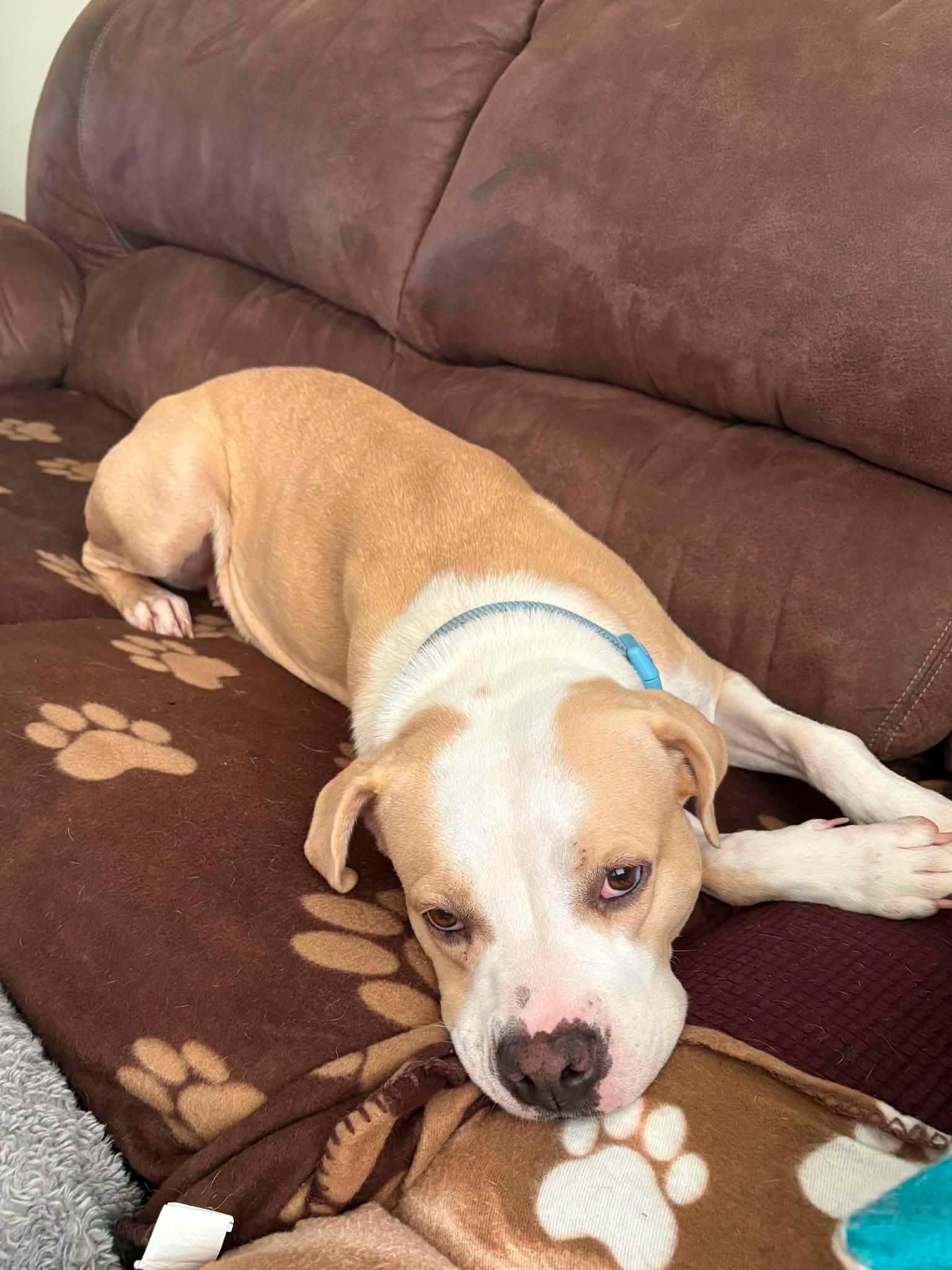 Enlarge Maressa, a Adopted Pit Bull Terrier in Shillington, PA image 3/3