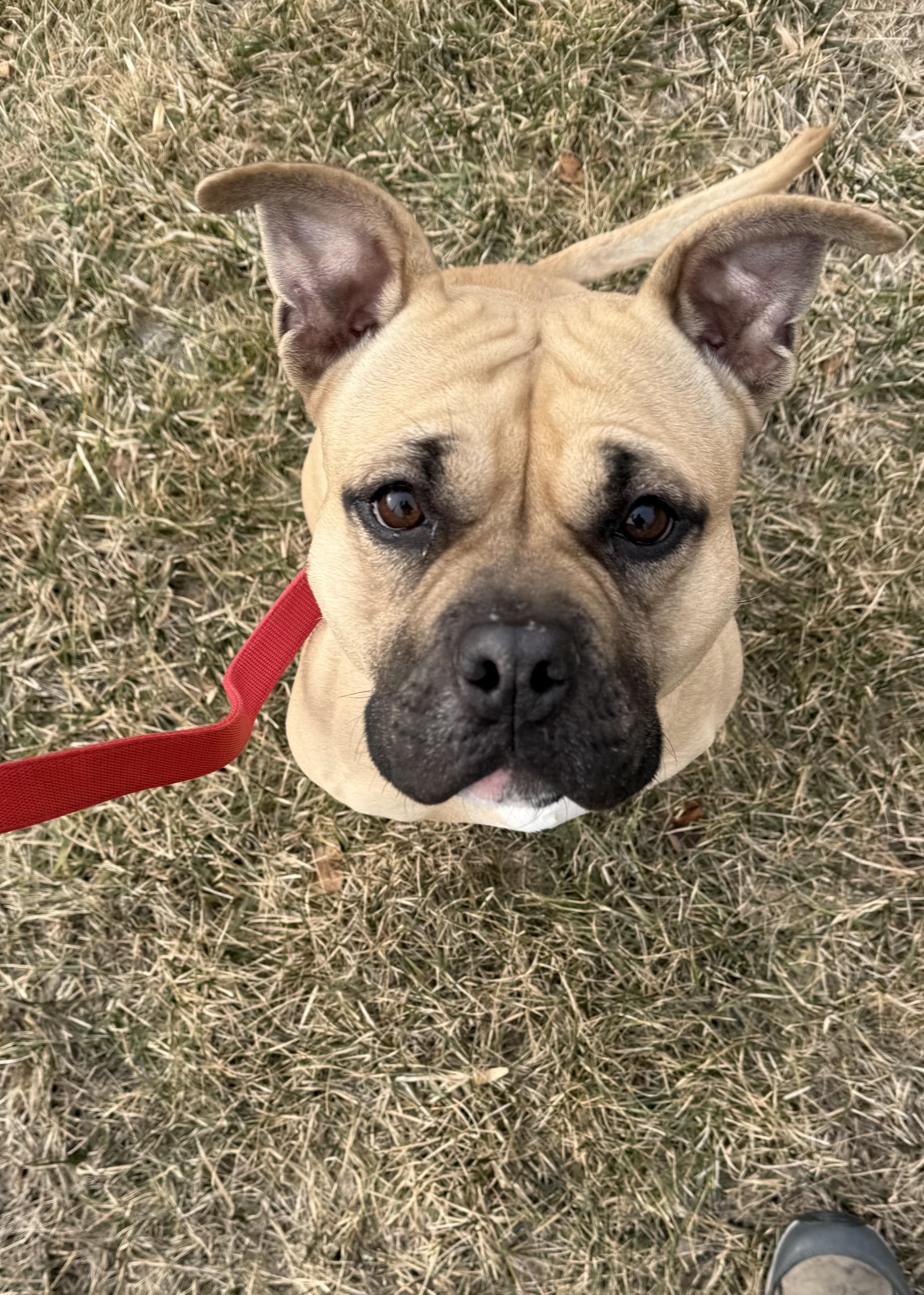 Coco, a Adoptable mixed breed in Mendham, NJ image 1/2