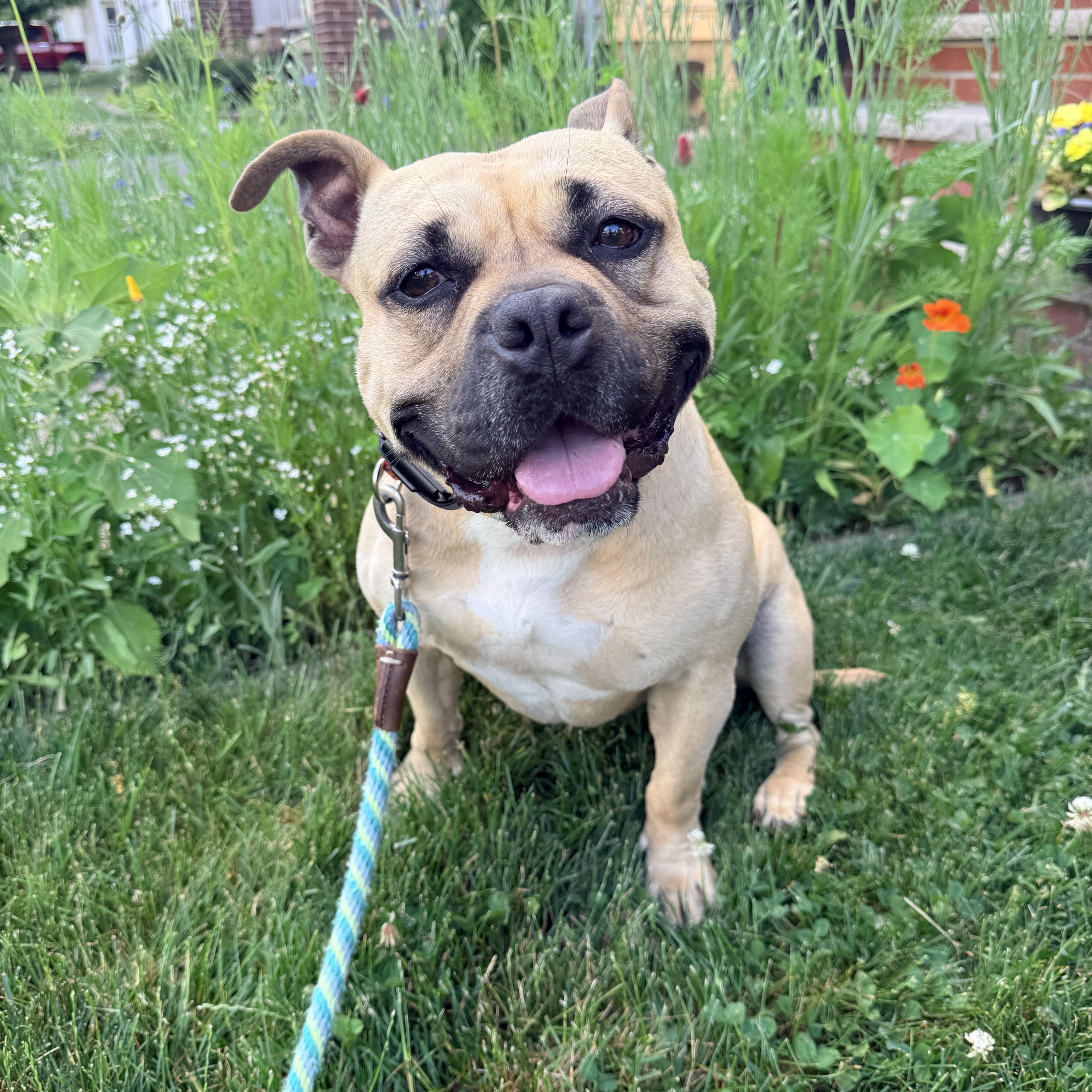 Coco, Adoptable, Adult Female Pit Bull Terrier & French Bulldog.