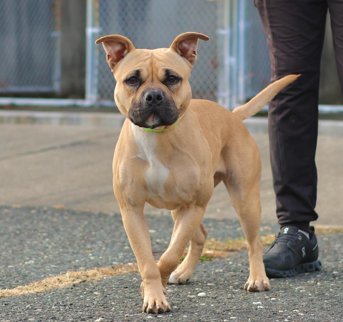 Coco, a Adoptable mixed breed in Mendham, NJ image 2/2