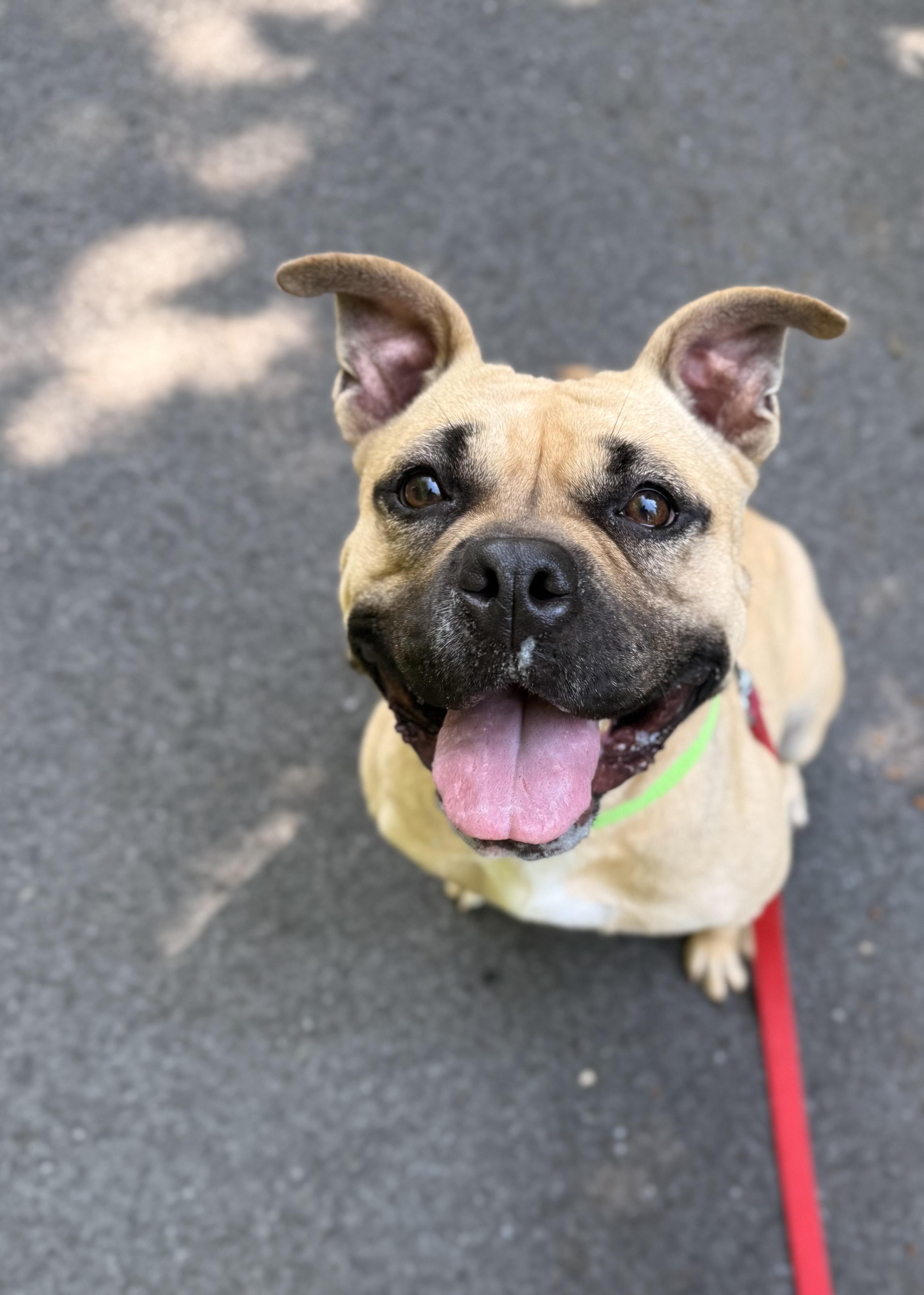 Coco, a Adoptable mixed breed in Mendham, NJ image 3/3