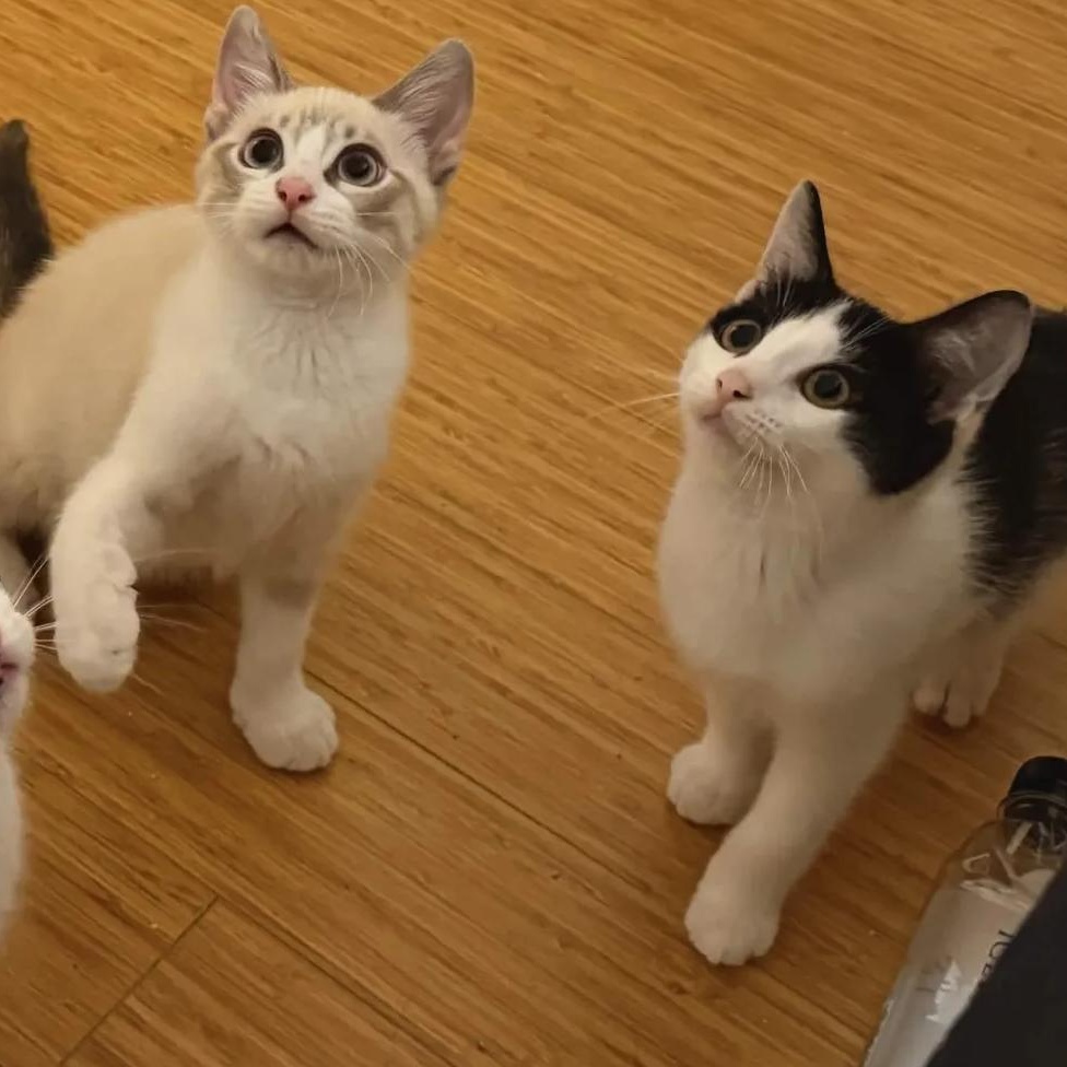 Fig and Guava (ready to go home August 6), adopted, Kitten Male Siamese & Domestic Short Hair.