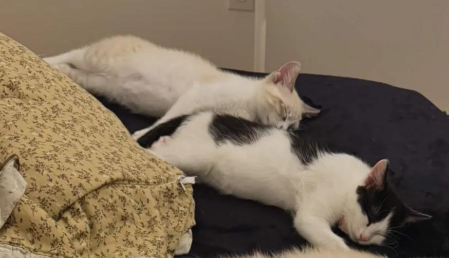 Fig and Guava (ready to go home August 6), an adopted mixed breed in Weehawken, NJ image 6/6