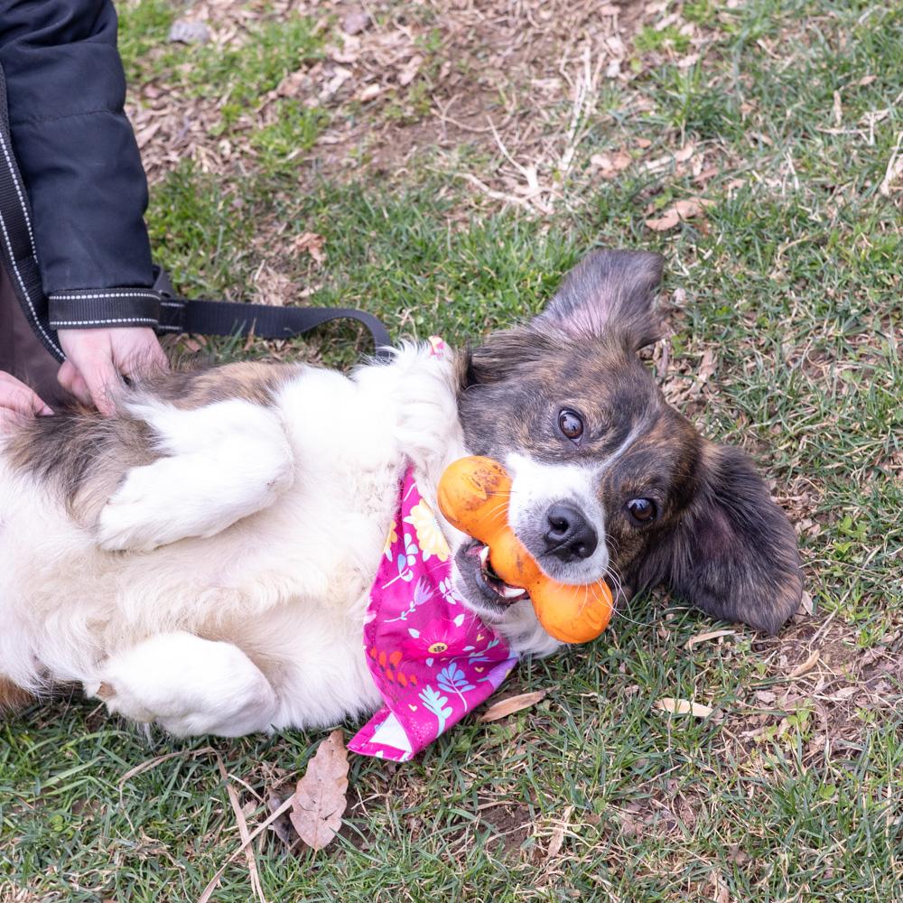 Enlarge Savannah  (Female)   , a Adoptable mixed breed in West Grove, PA image 6/6