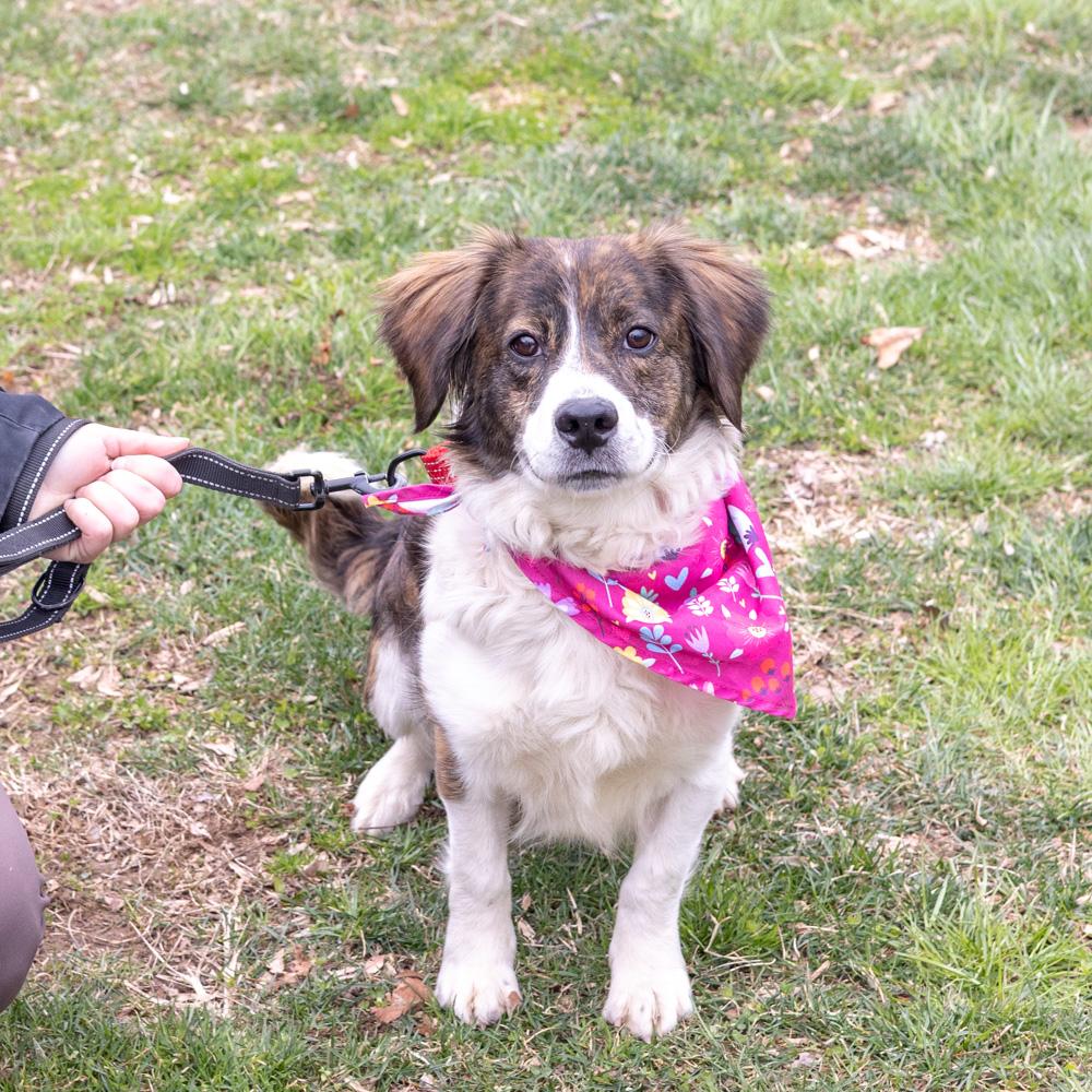 Enlarge Savannah  (Female)   , a Adoptable mixed breed in West Grove, PA image 5/6