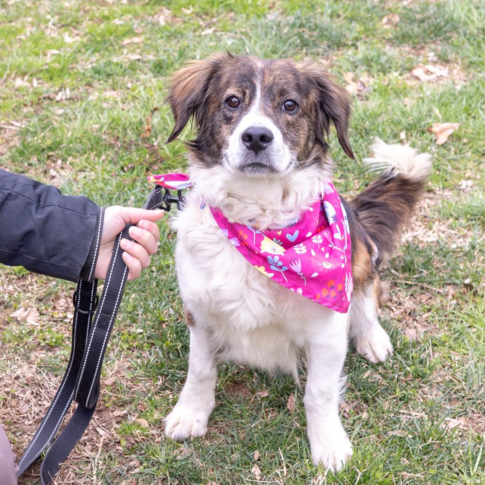 Enlarge Savannah  (Female)   , a Adoptable mixed breed in West Grove, PA image 3/6