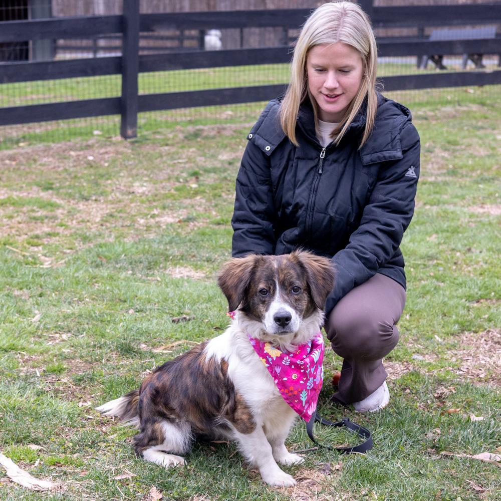 Enlarge Savannah  (Female)   , a Adoptable mixed breed in West Grove, PA image 2/6