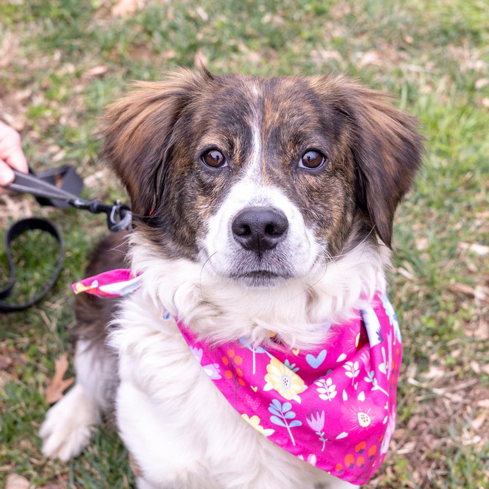Savannah  (Female)   , Adoptable, Young Female Australian Shepherd & Spaniel.
