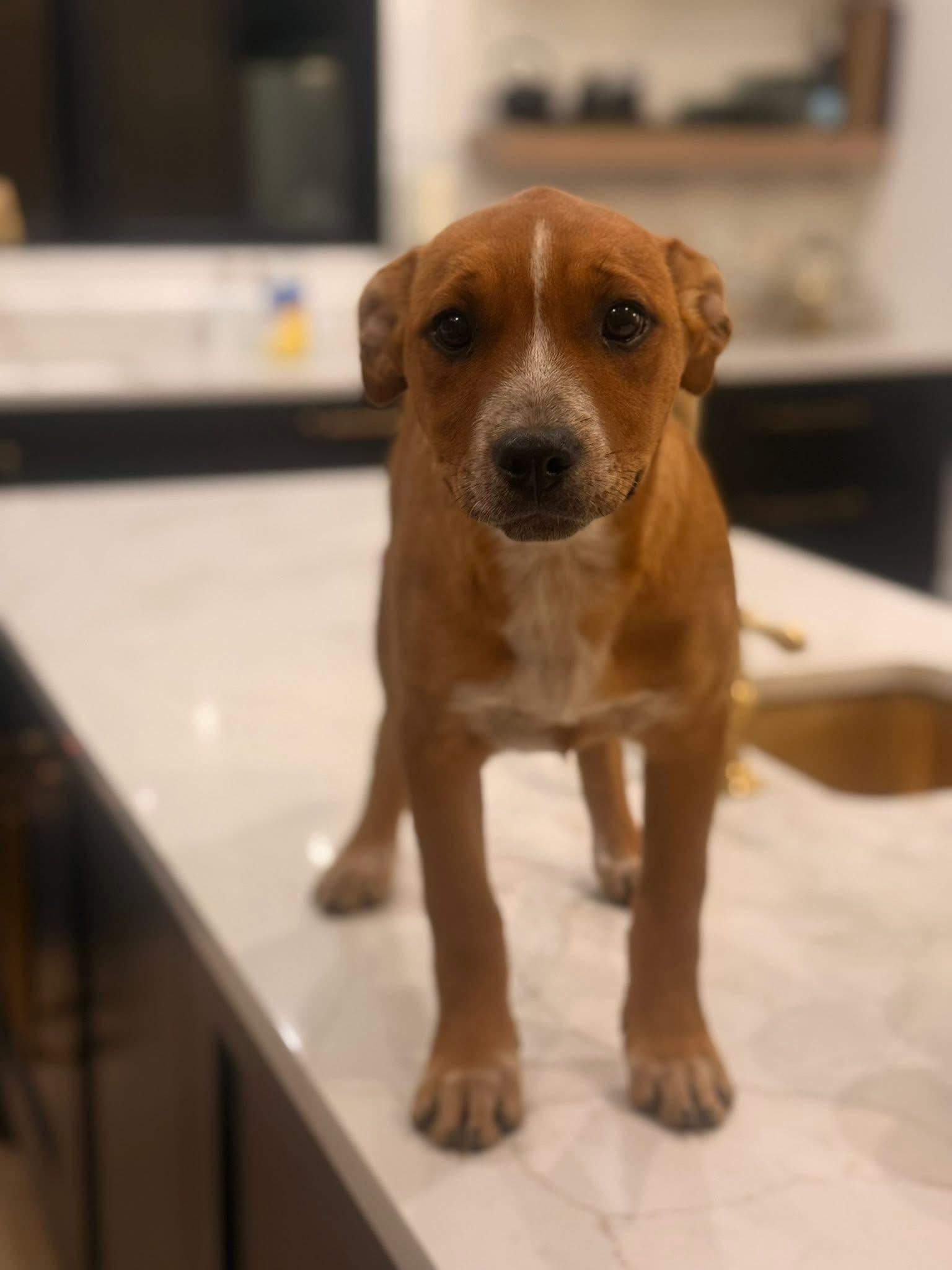 Bethany (Ruby Sue pup)