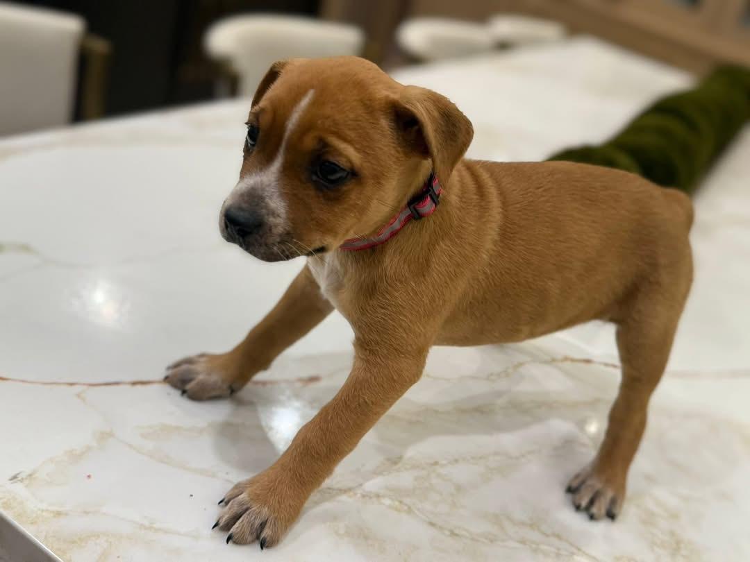 Bethany (Ruby Sue pup) — thumbnail 2