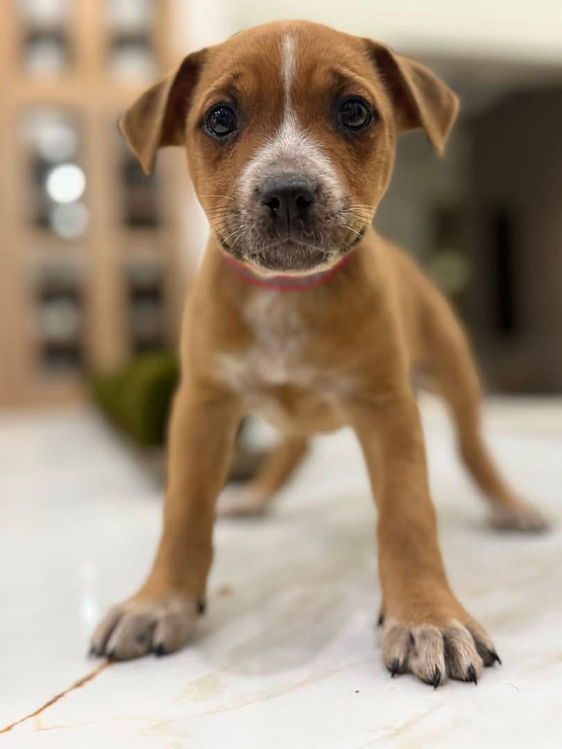 Bethany (Ruby Sue pup) — thumbnail 3