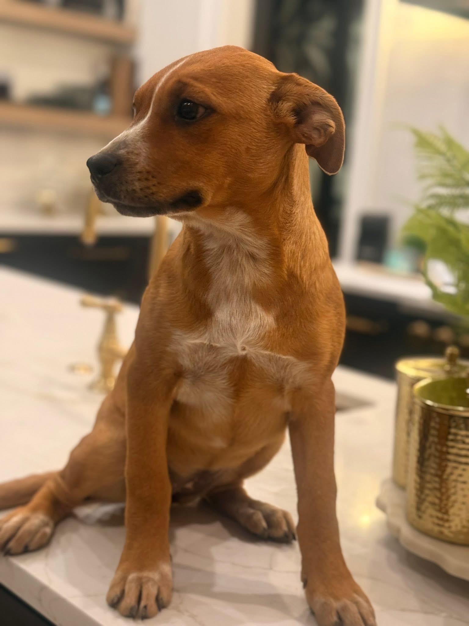 Bethany (Ruby Sue pup) — thumbnail 4