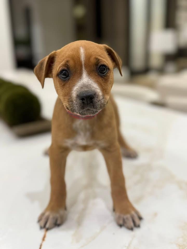 Bethany (Ruby Sue pup) — thumbnail 5