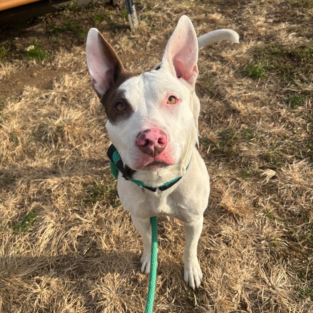 Spike, Adoptable, Adult Male Mixed Breed.