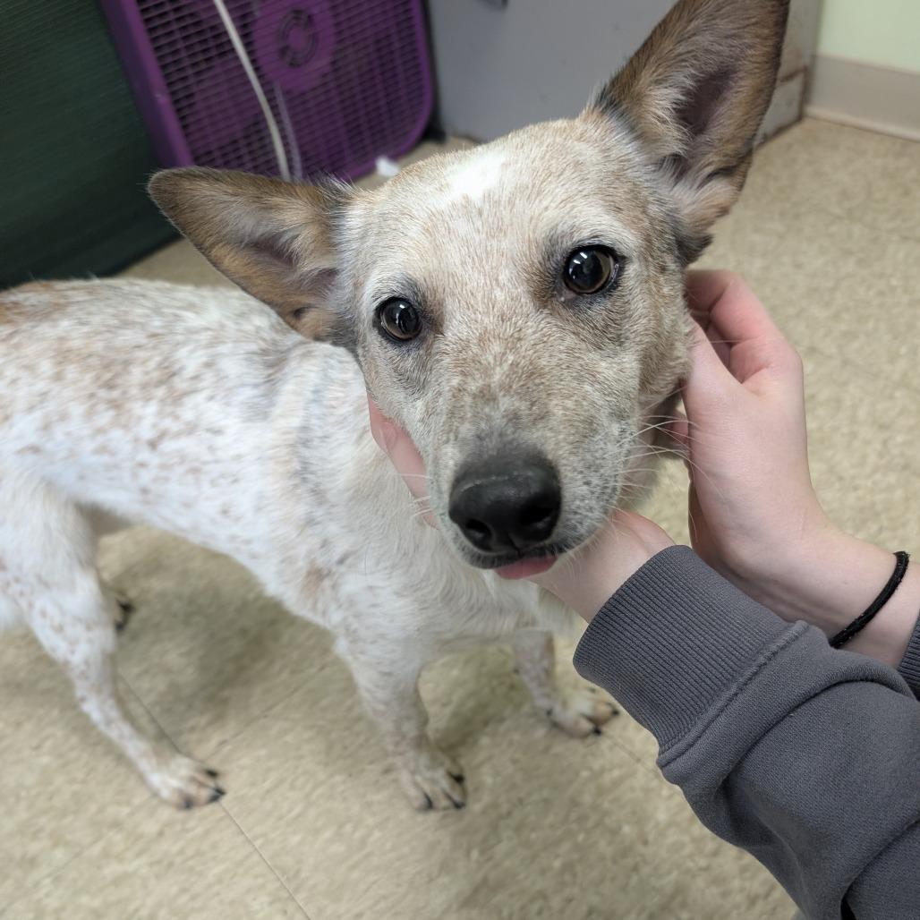 Hennessy, Adoptable, Adult Female Australian Cattle Dog / Blue Heeler.