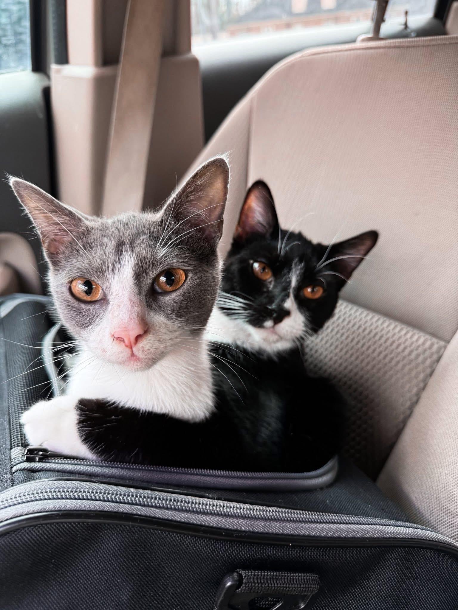Rocky & Pop Tart (Bonded Pair), ADOPTABLE, Young Male Domestic Short Hair.