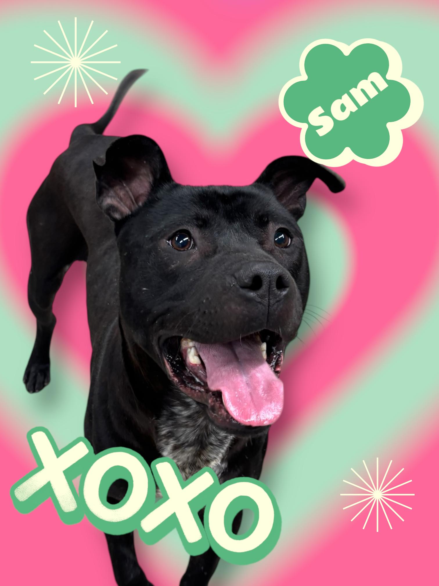 #259 Sammy, Adoptable, Adult Male American Staffordshire Terrier & Rhodesian Ridgeback.