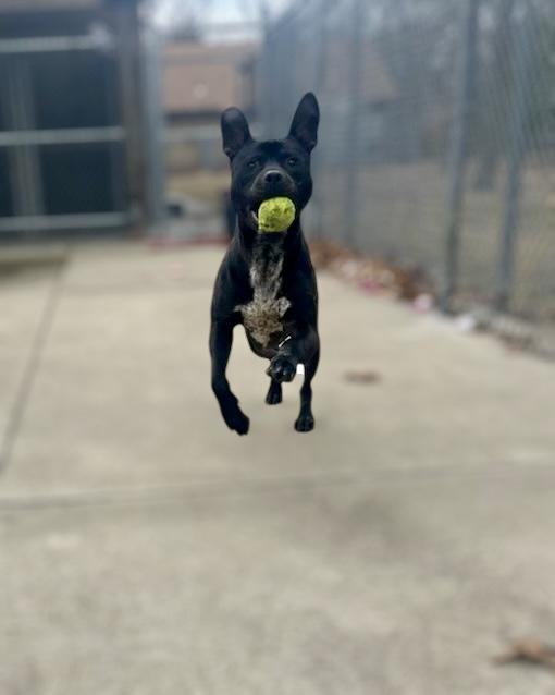 #259 Sammy, a Adoptable mixed breed in Pawtucket, RI image 2/3