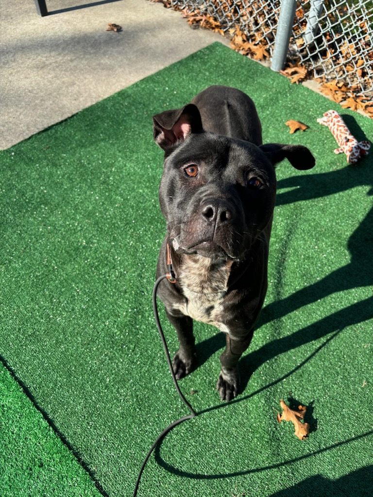 #259 Sammy, a Adoptable mixed breed in Pawtucket, RI image 3/3