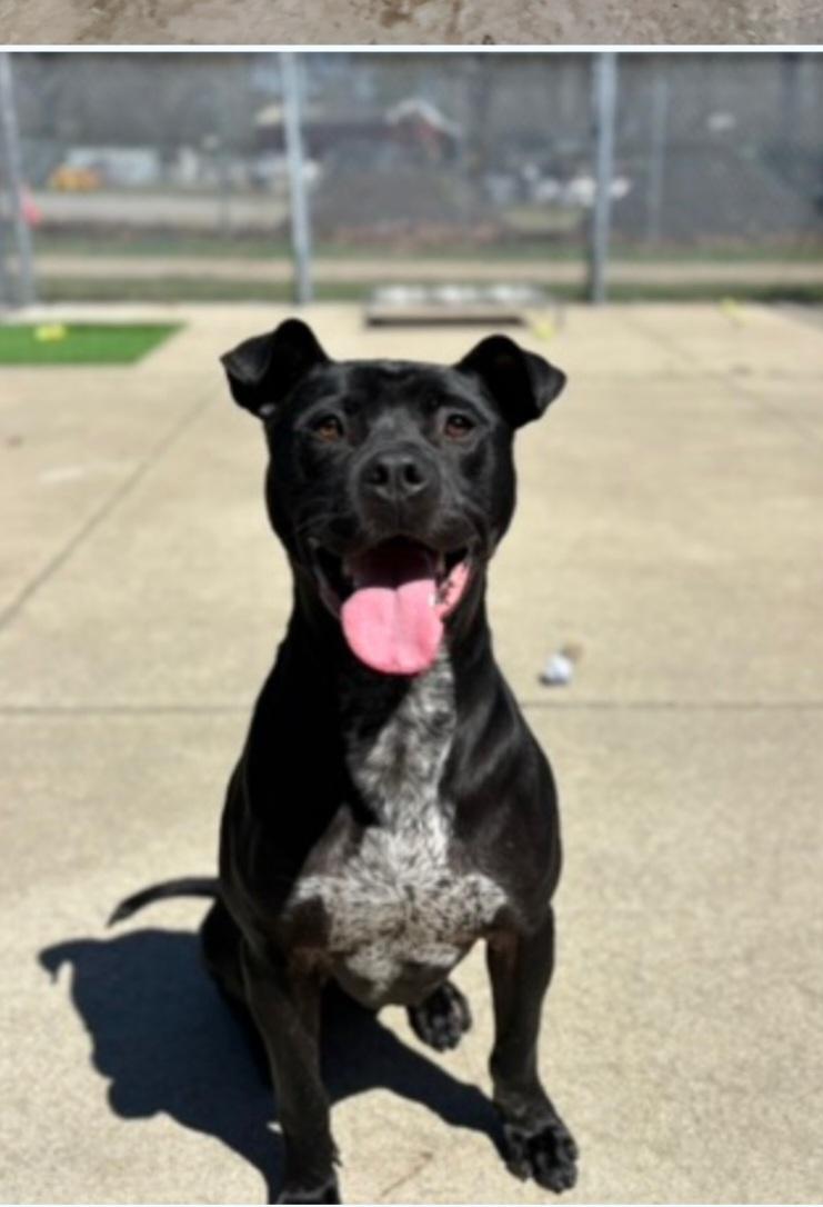 #259 Sammy, adoptable, Adult Male American Staffordshire Terrier & Rhodesian Ridgeback.