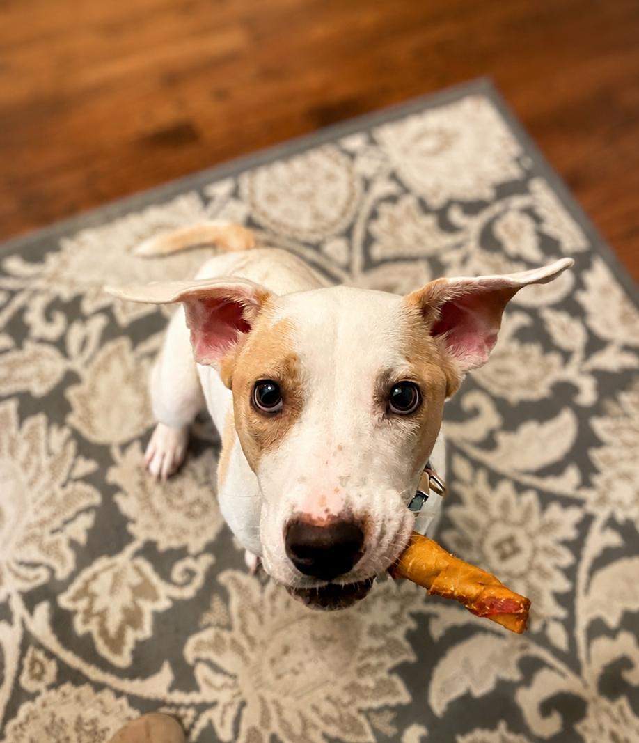 Scarlet, a ADOPTABLE mixed breed in Kenosha, WI image 4/4