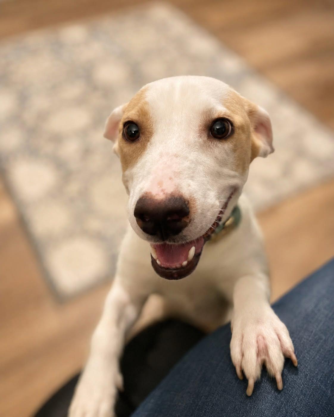 Scarlet, a ADOPTABLE mixed breed in Kenosha, WI image 1/4