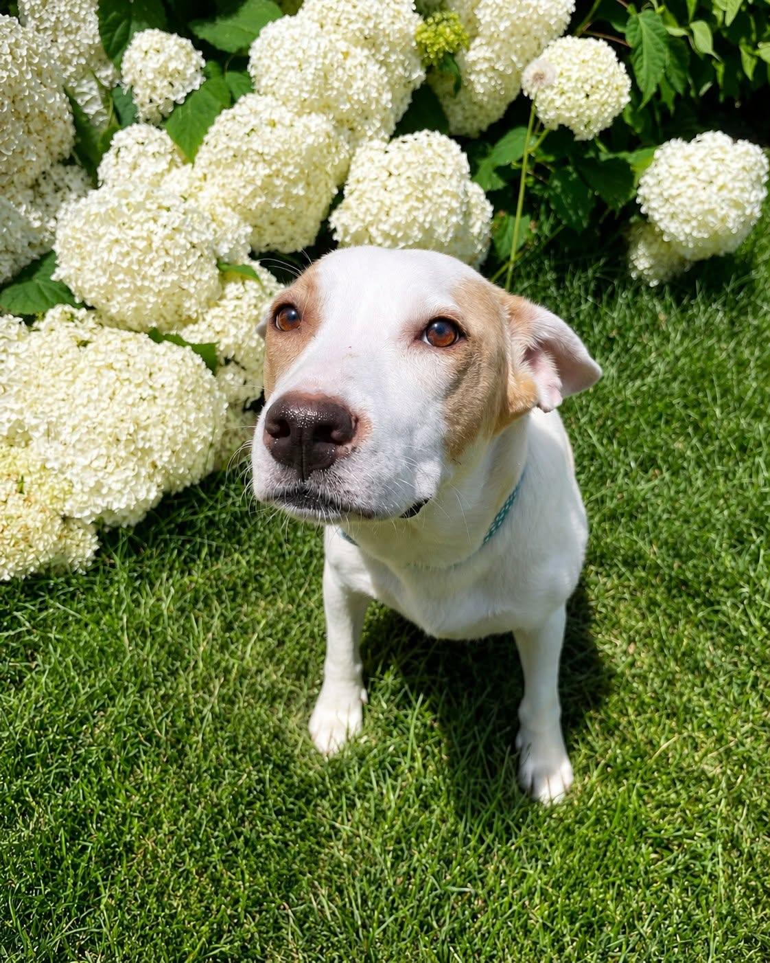 Scarlet, a ADOPTABLE mixed breed in Kenosha, WI image 2/4