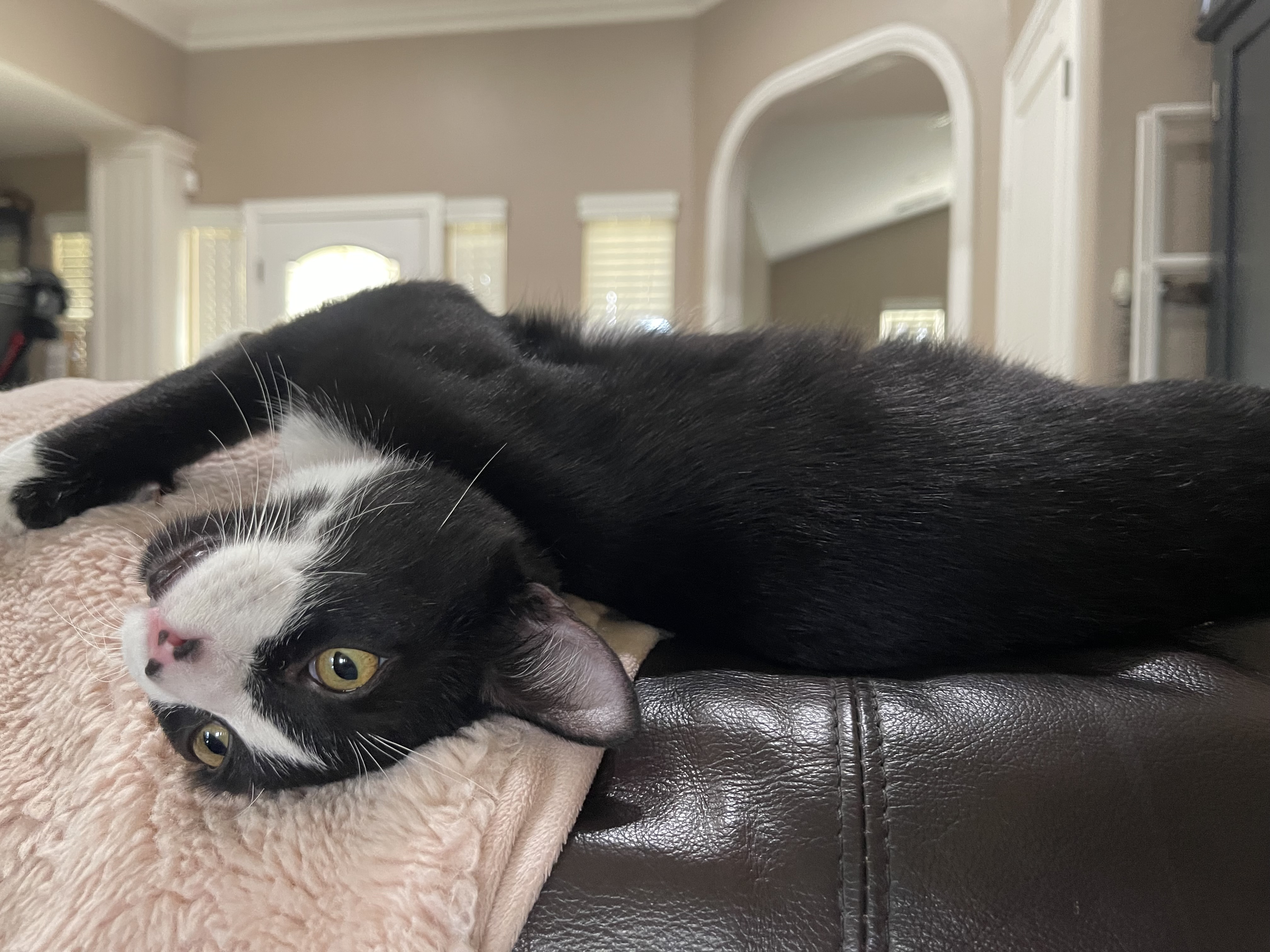 Enlarge Jessie, a Adopted Domestic Short Hair in Visalia, CA image 1/6