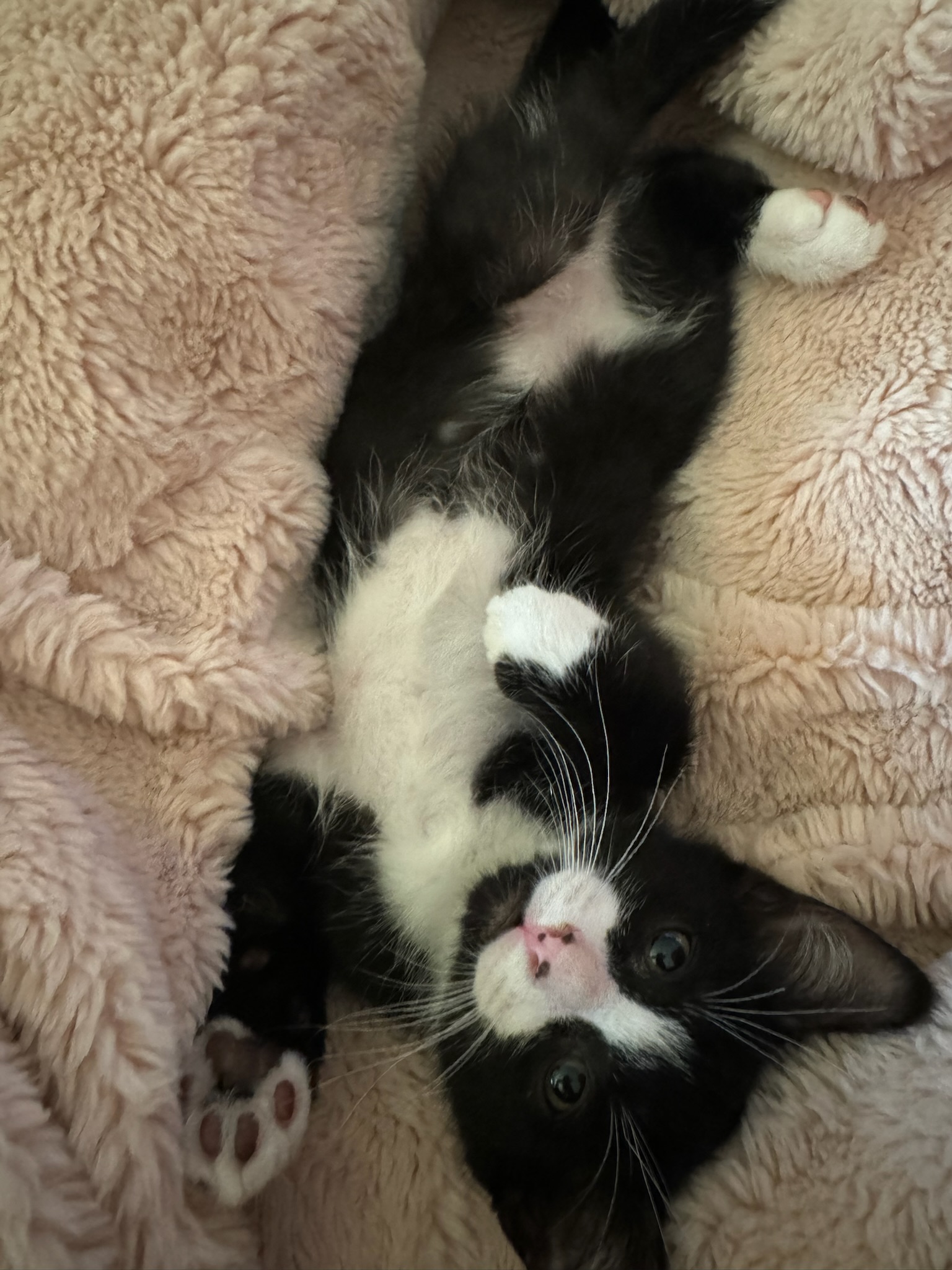 Enlarge Jessie, a Adopted Domestic Short Hair in Visalia, CA image 5/6