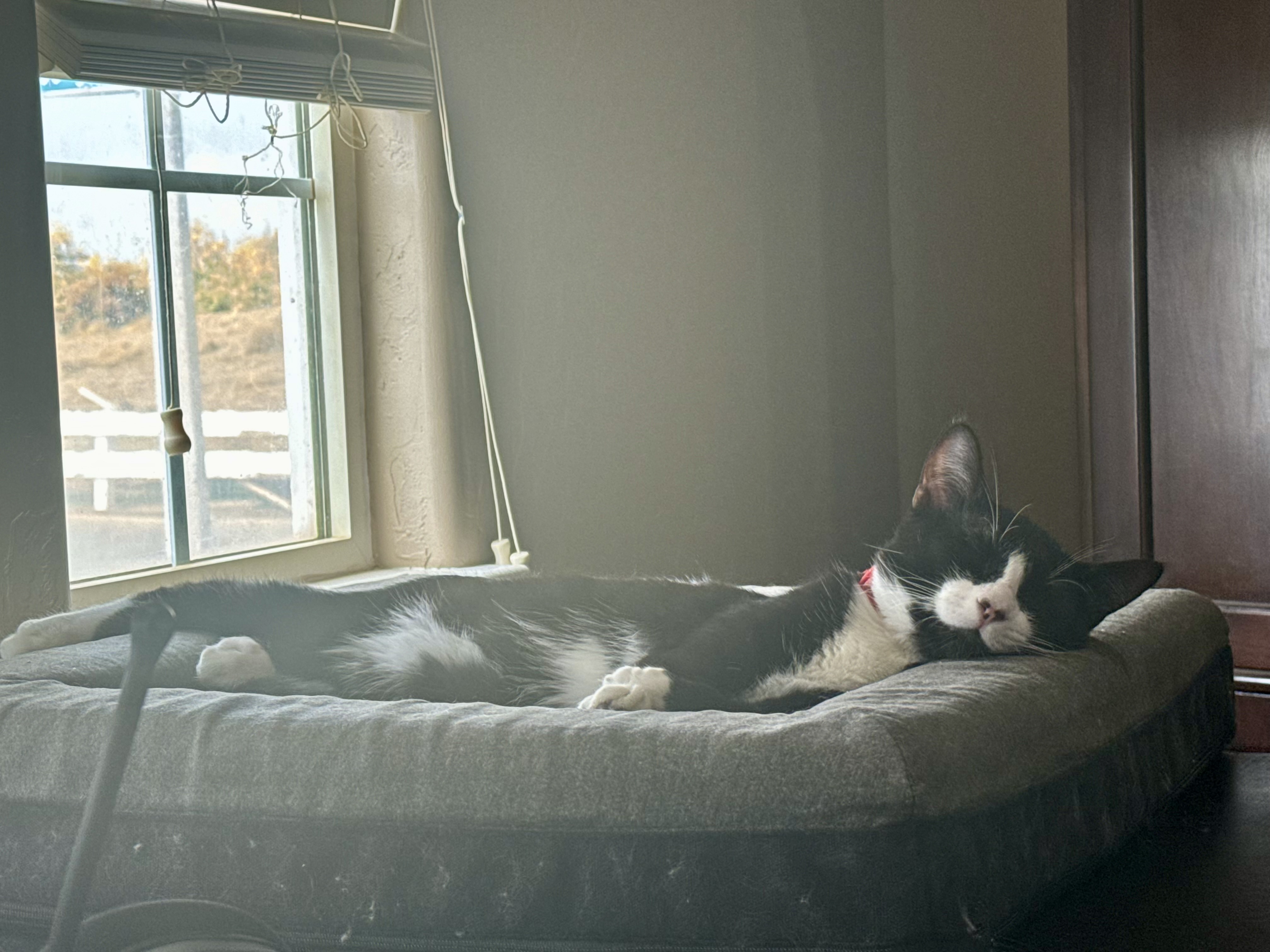 Enlarge Jessie, a Adopted Domestic Short Hair in Visalia, CA image 2/6