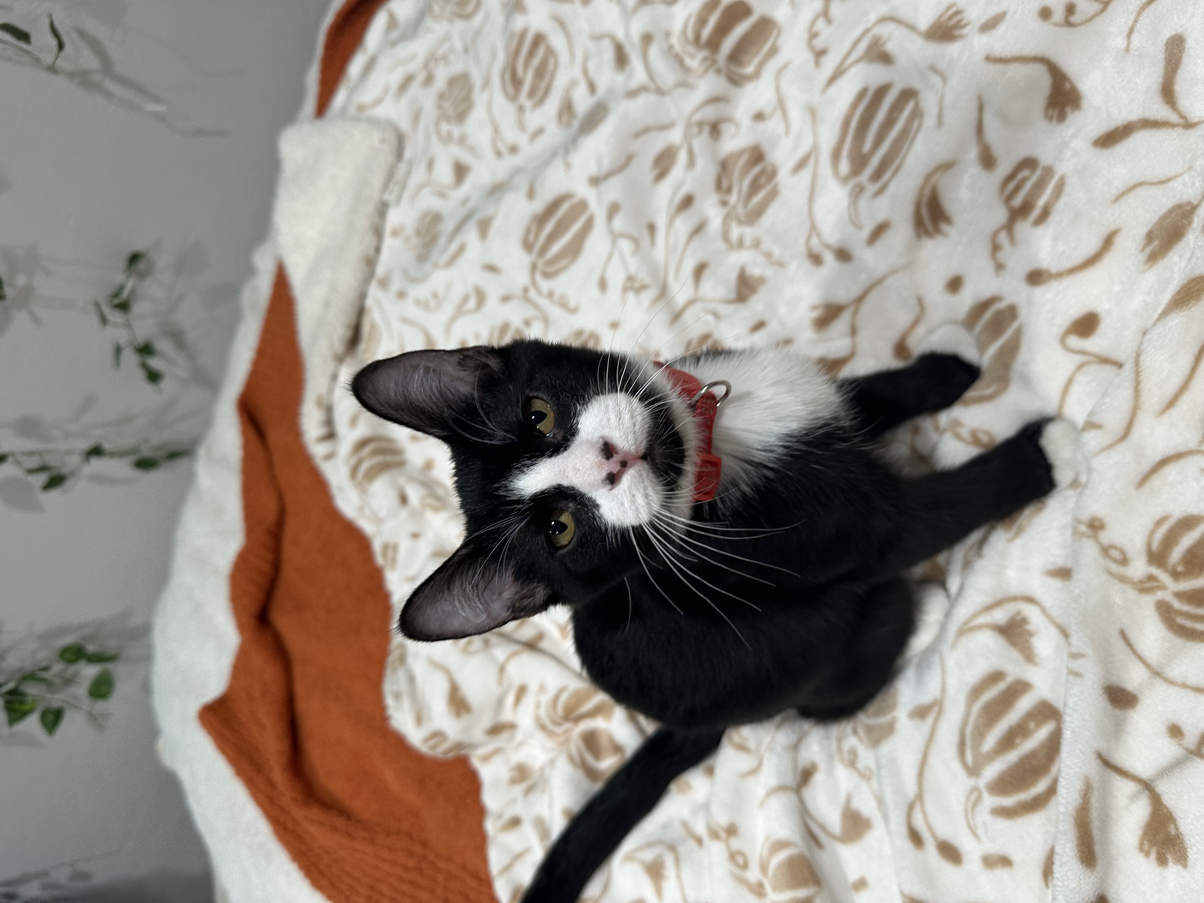 Enlarge Jessie, a Adopted Domestic Short Hair in Visalia, CA image 3/6