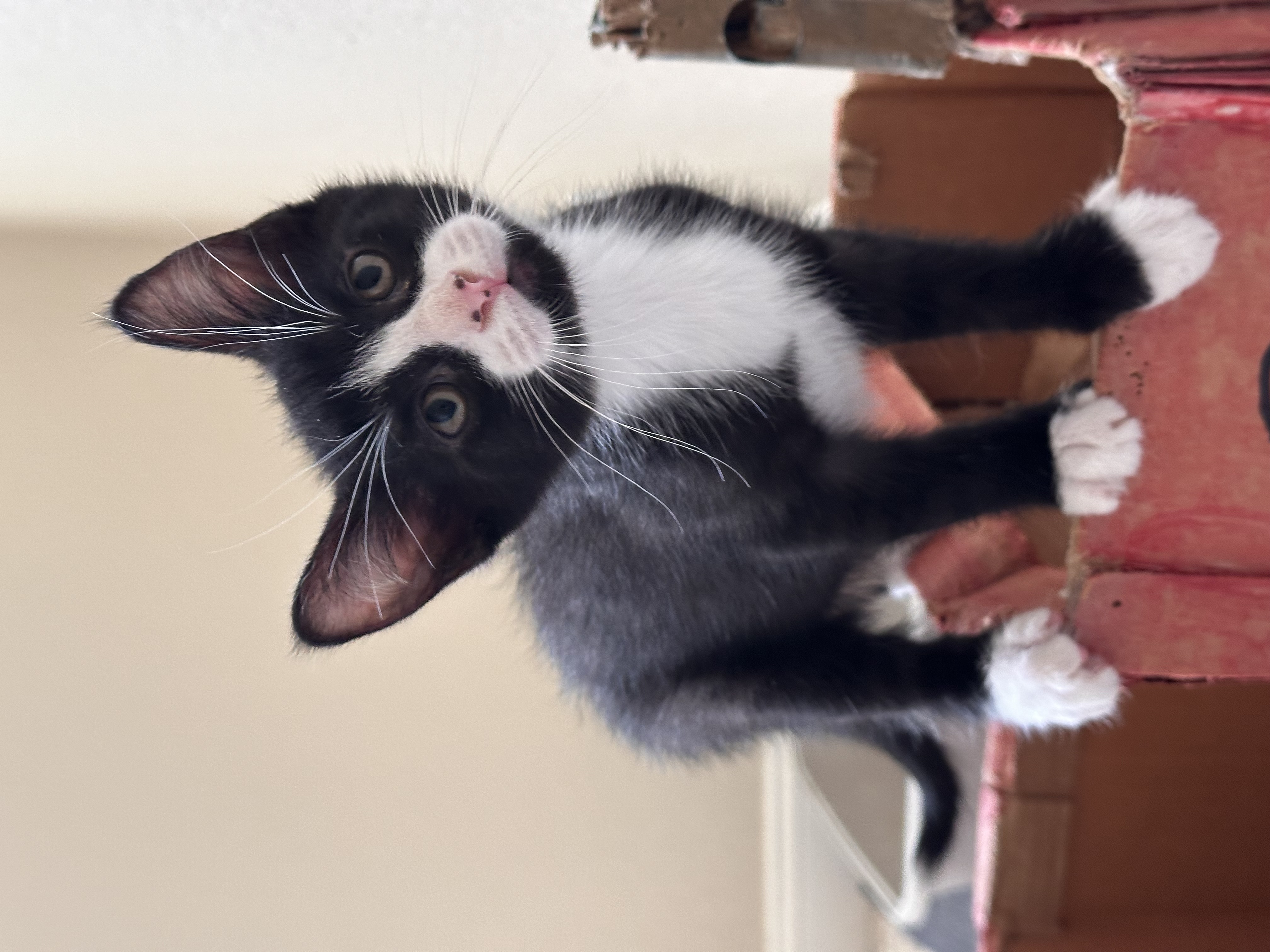 Enlarge Jessie, a Adopted Domestic Short Hair in Visalia, CA image 4/6