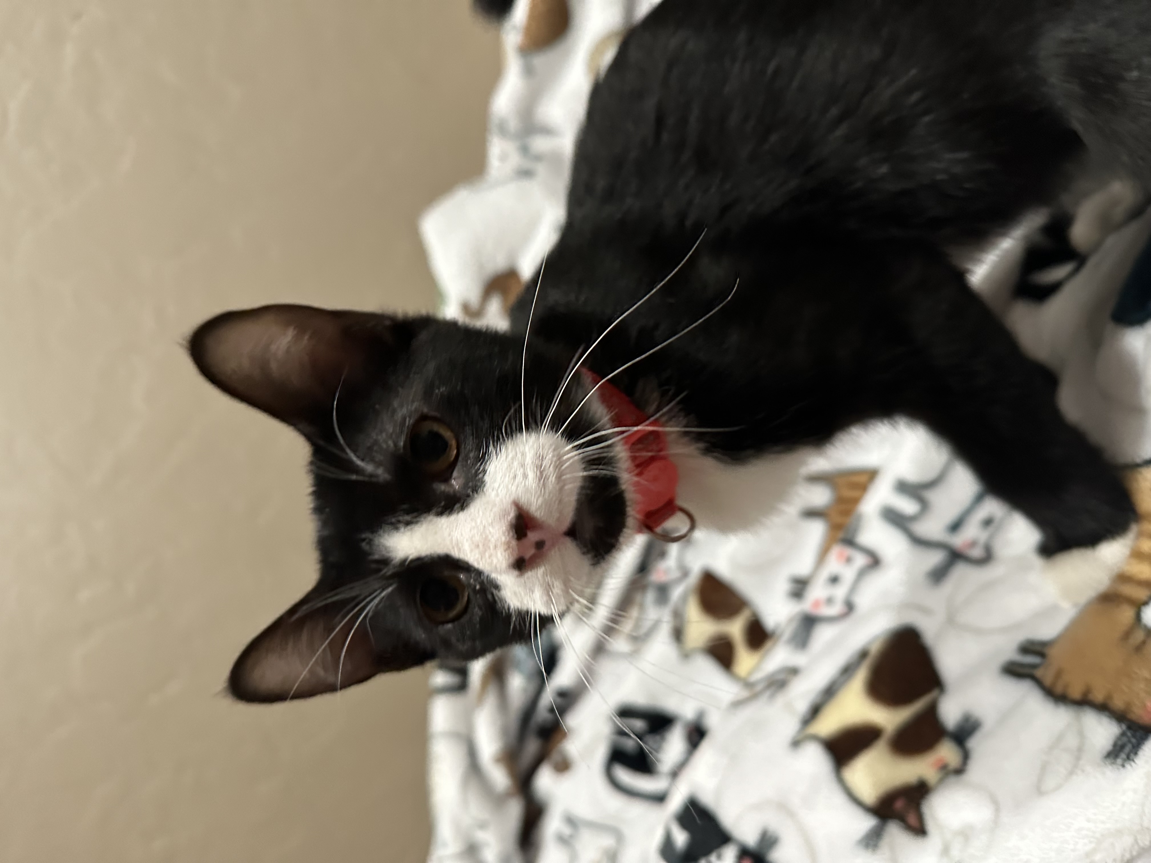 Enlarge Jessie, a Adopted Domestic Short Hair in Visalia, CA image 6/6