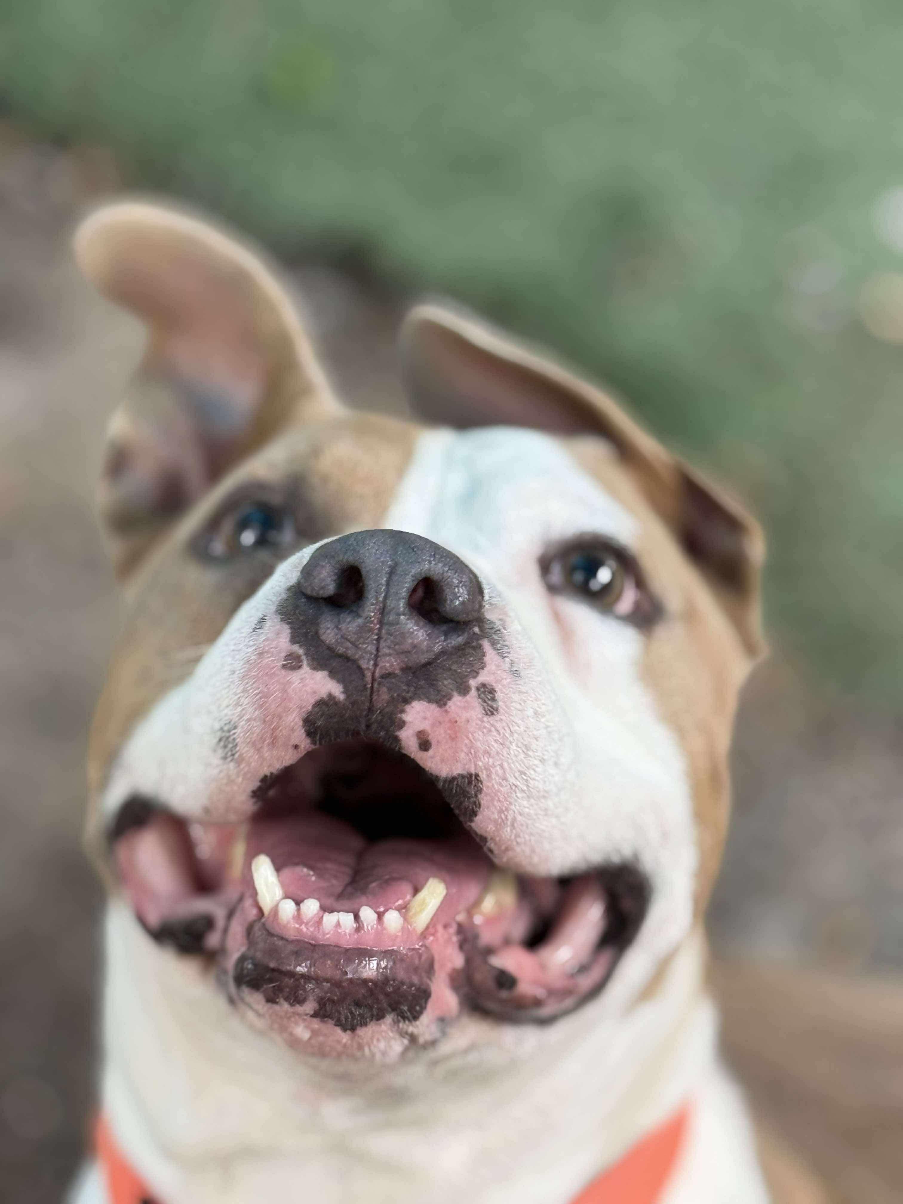 Monty, a Adoptable mixed breed in Albany , NY image 2/6