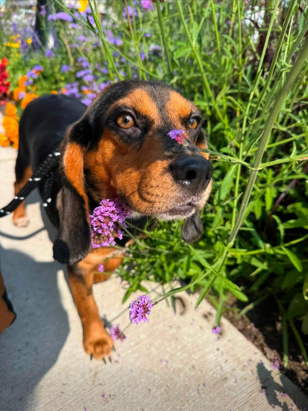 Karen, adopted, Adult Female Beagle.