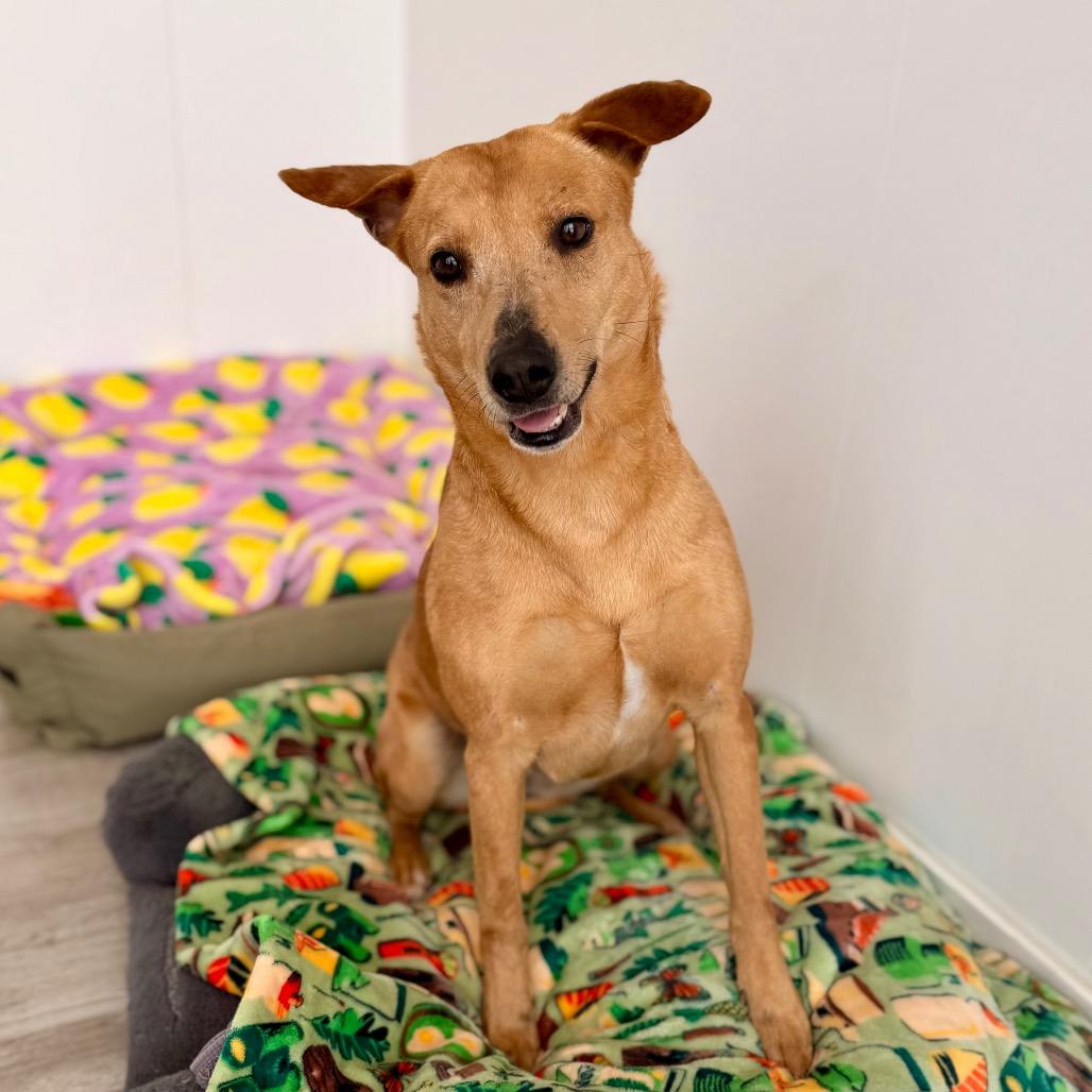 Shelly, Adoptable, Adult Female Labrador Retriever & Mixed Breed.