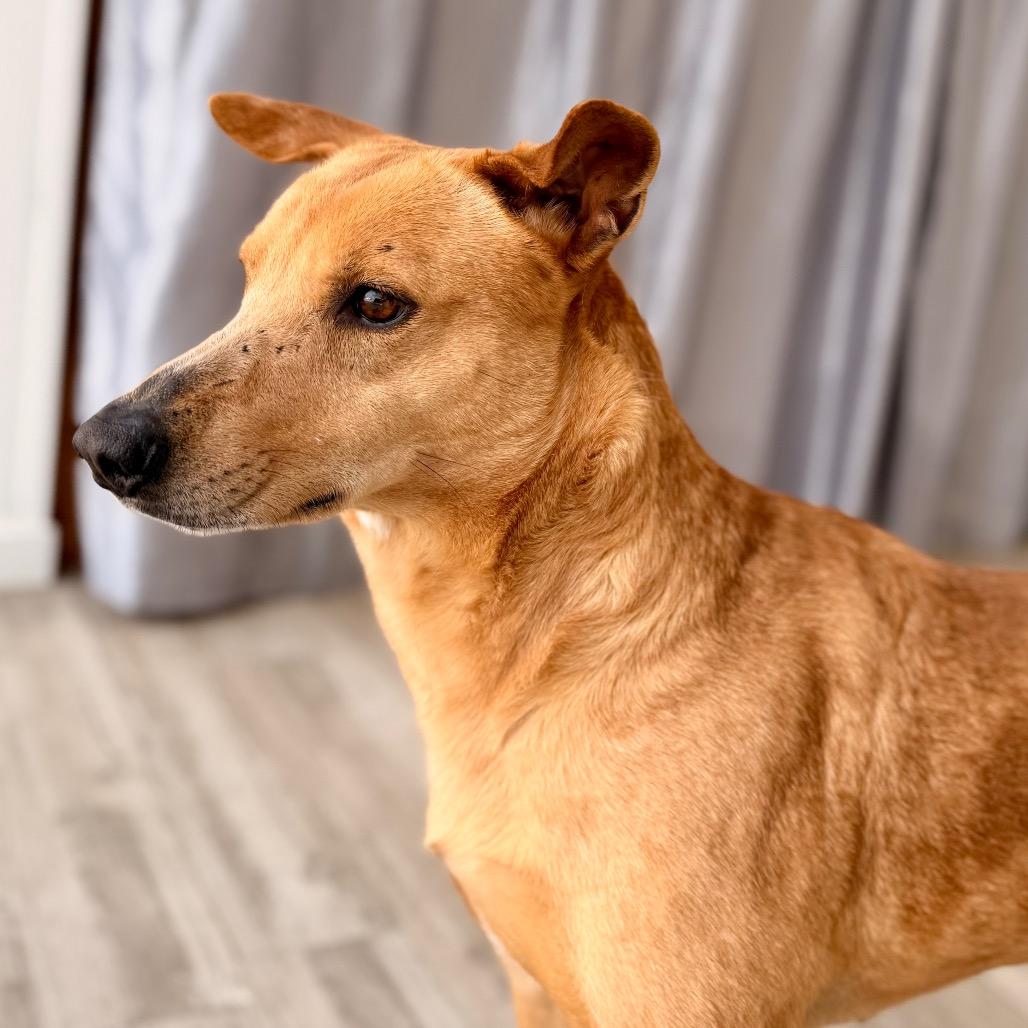 Shelly, a Adoptable mixed breed in Green Bay, WI image 2/6