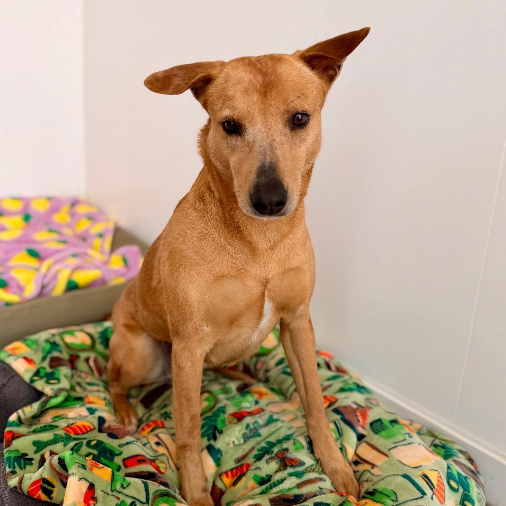 Shelly, a Adoptable mixed breed in Green Bay, WI image 3/6