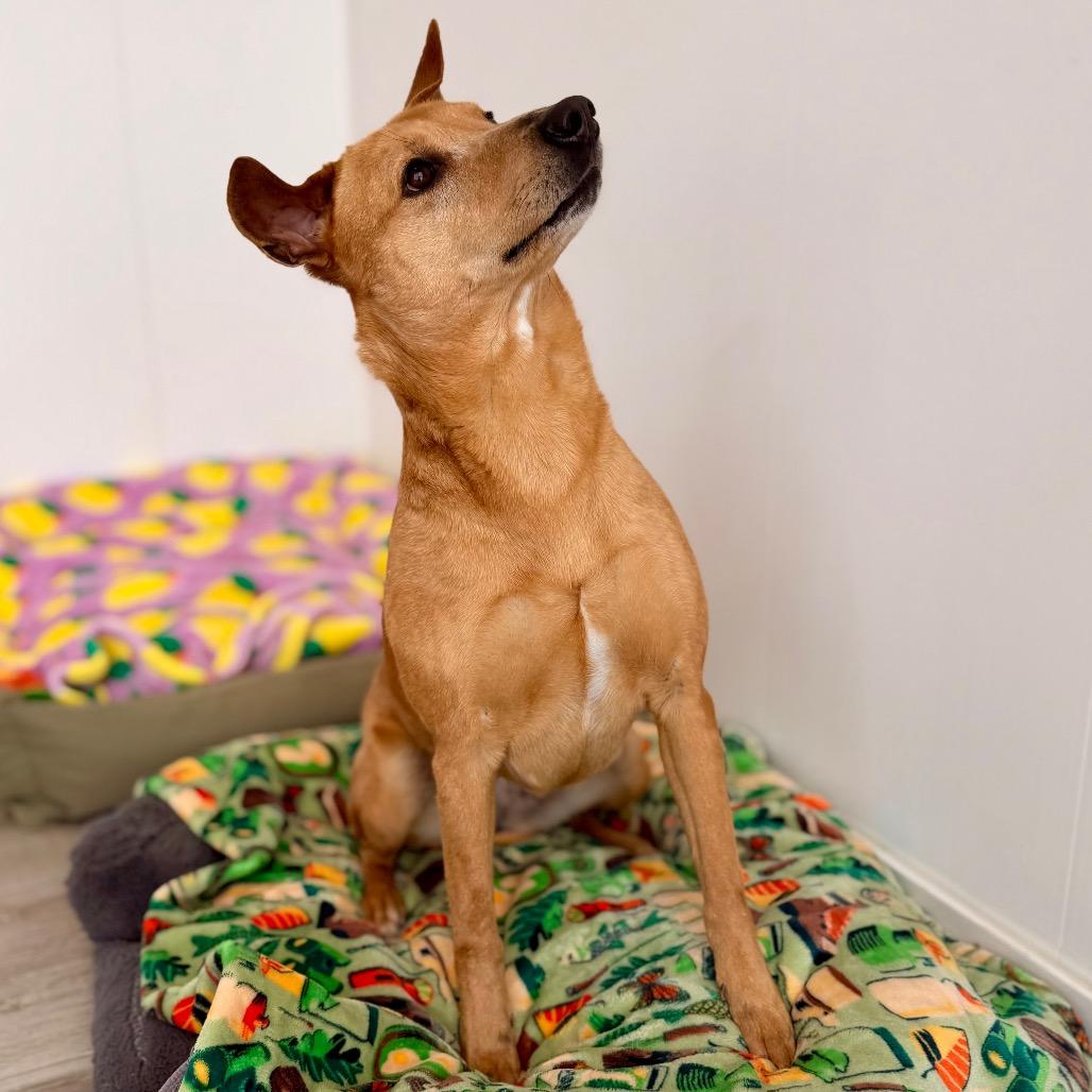 Shelly, a Adoptable mixed breed in Green Bay, WI image 4/6