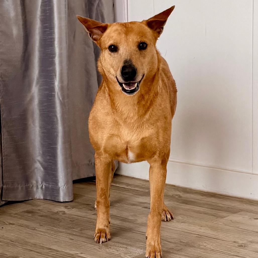 Shelly, a Adoptable mixed breed in Green Bay, WI image 5/6