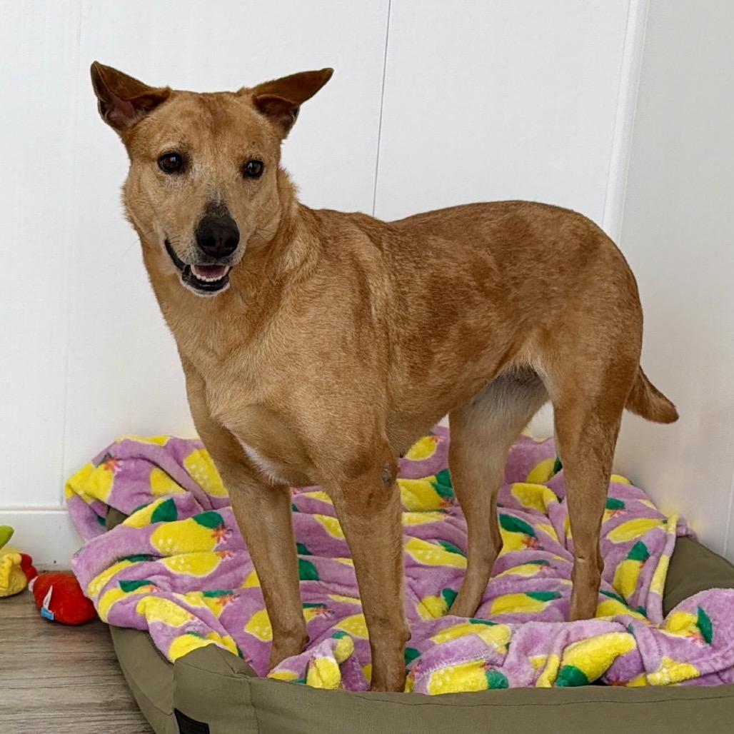 Shelly, a Adoptable mixed breed in Green Bay, WI image 6/6