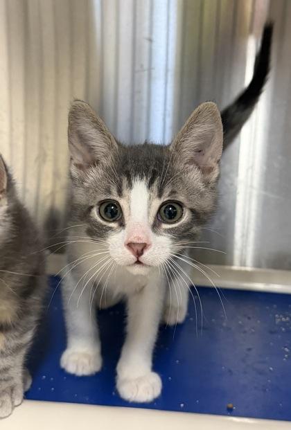 Enlarge Iless, a Adoptable Domestic Short Hair in Cobourg, ON image 1/1