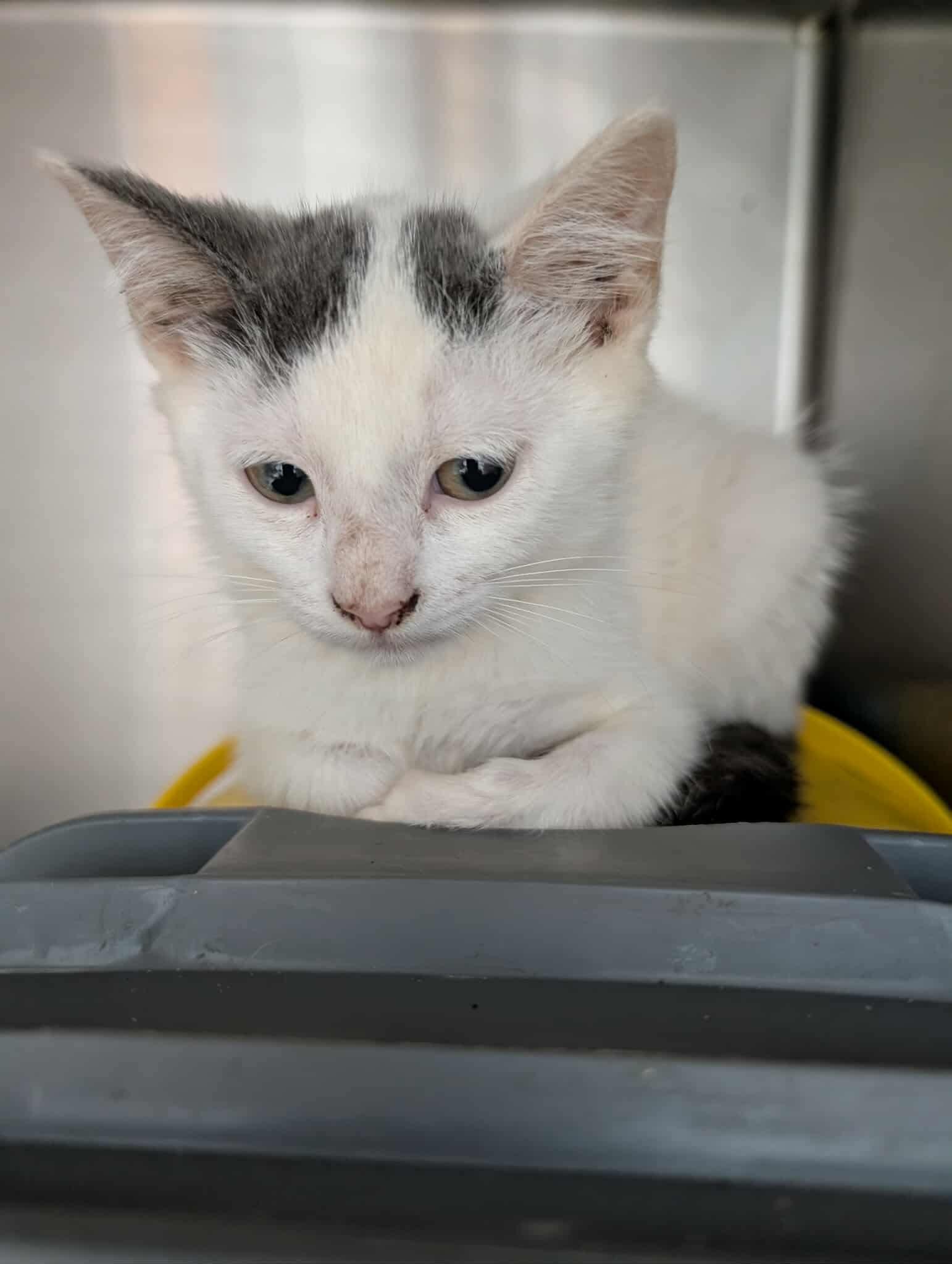 Craig - At shelter, Adopted, Kitten Male Domestic Short Hair.